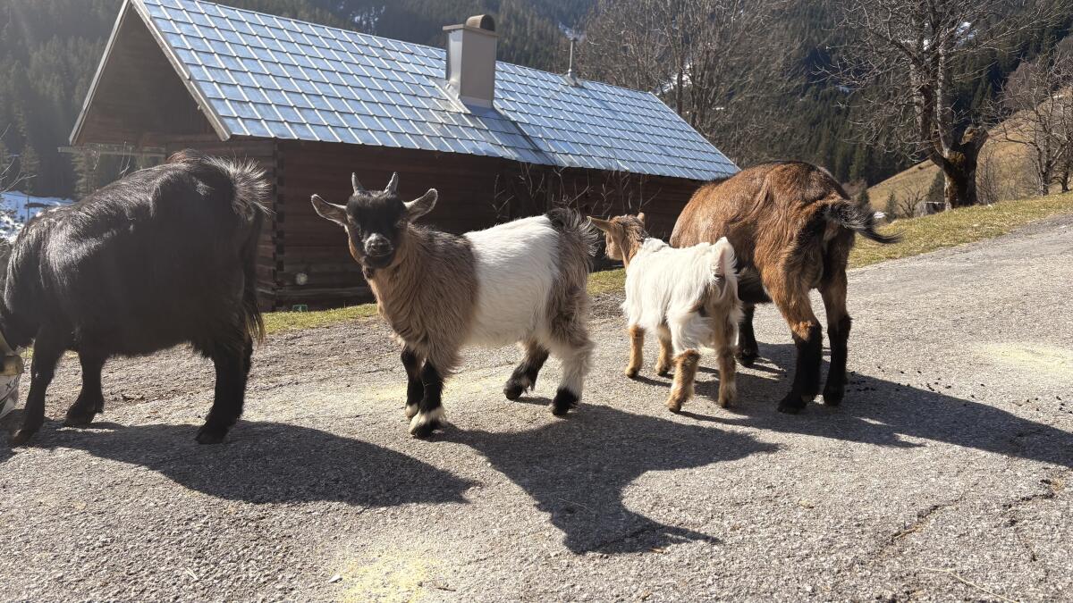 Mini Zwergziegenbock 3