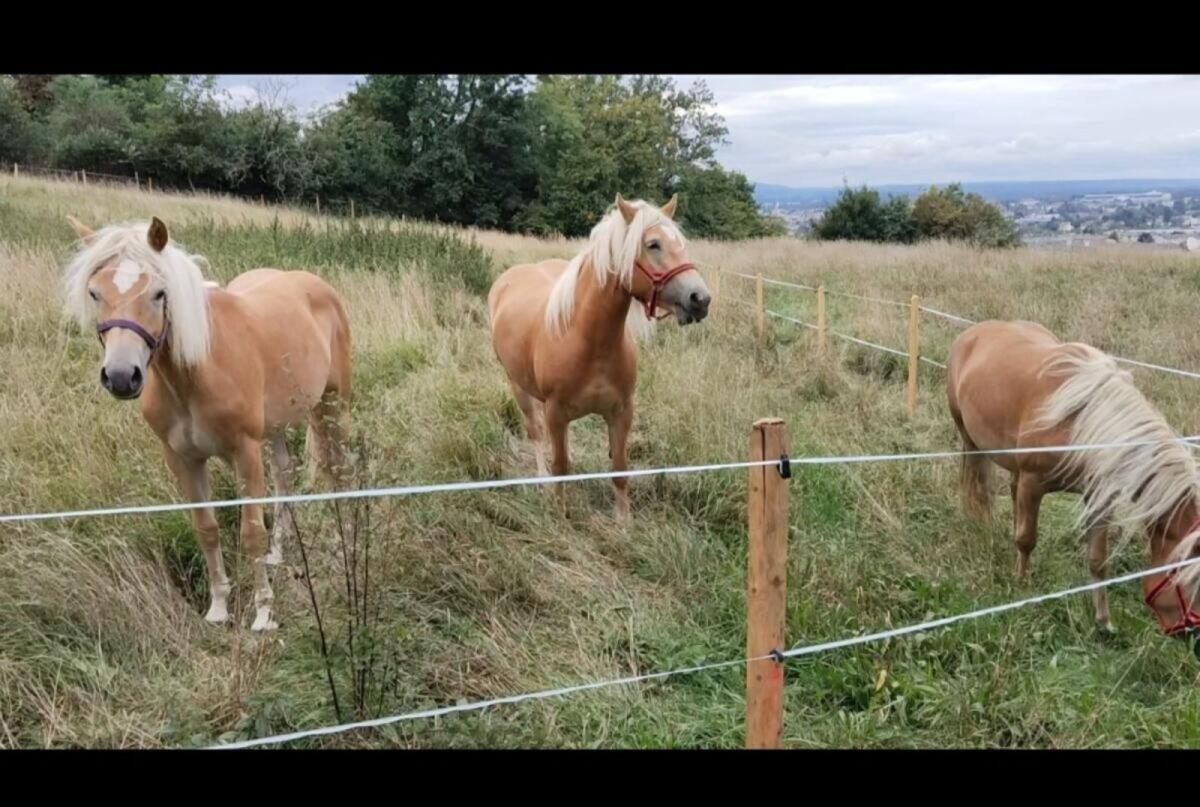 Haflinger 3