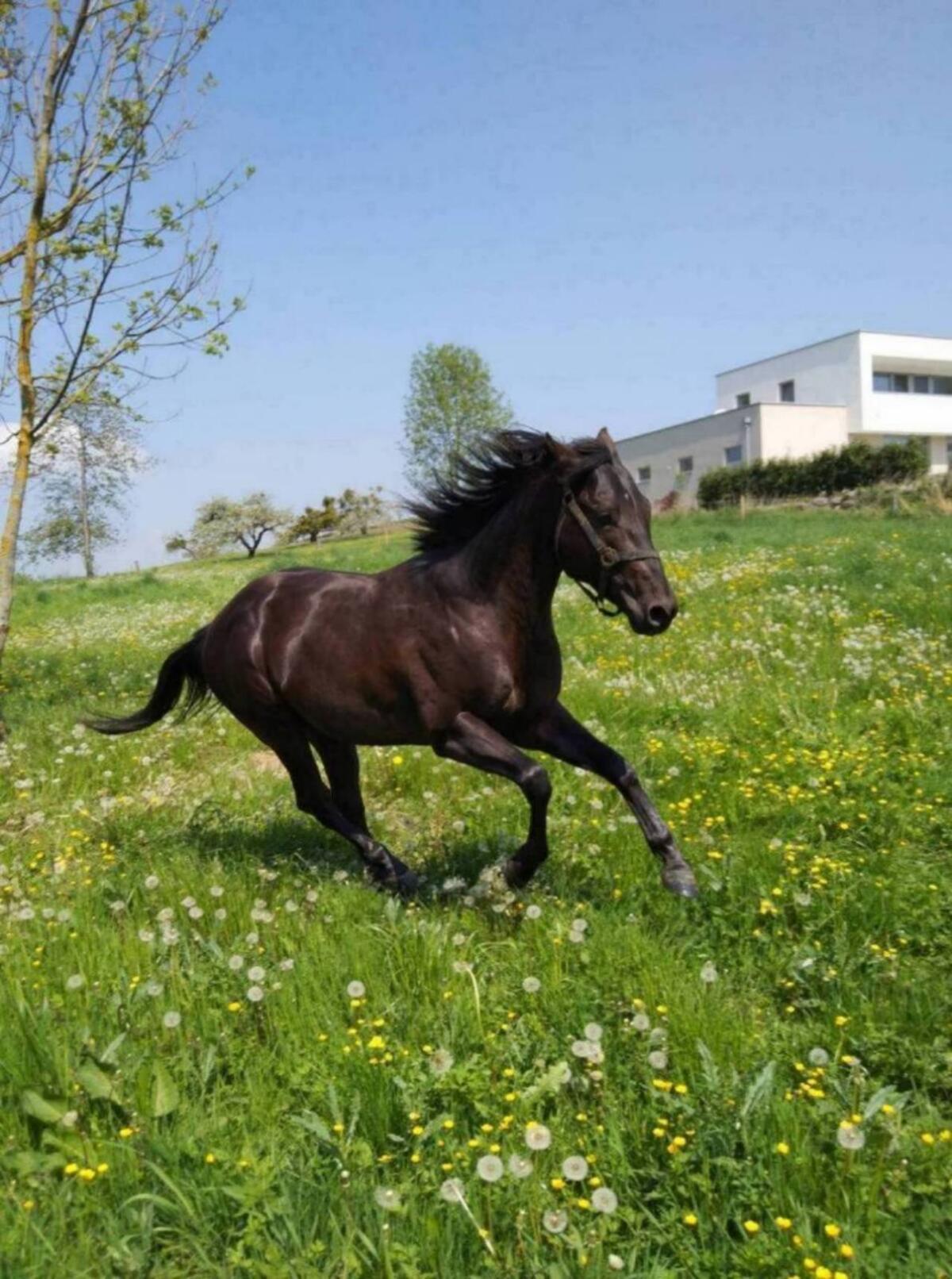 DECKANZEIGE AQH Hengst 2