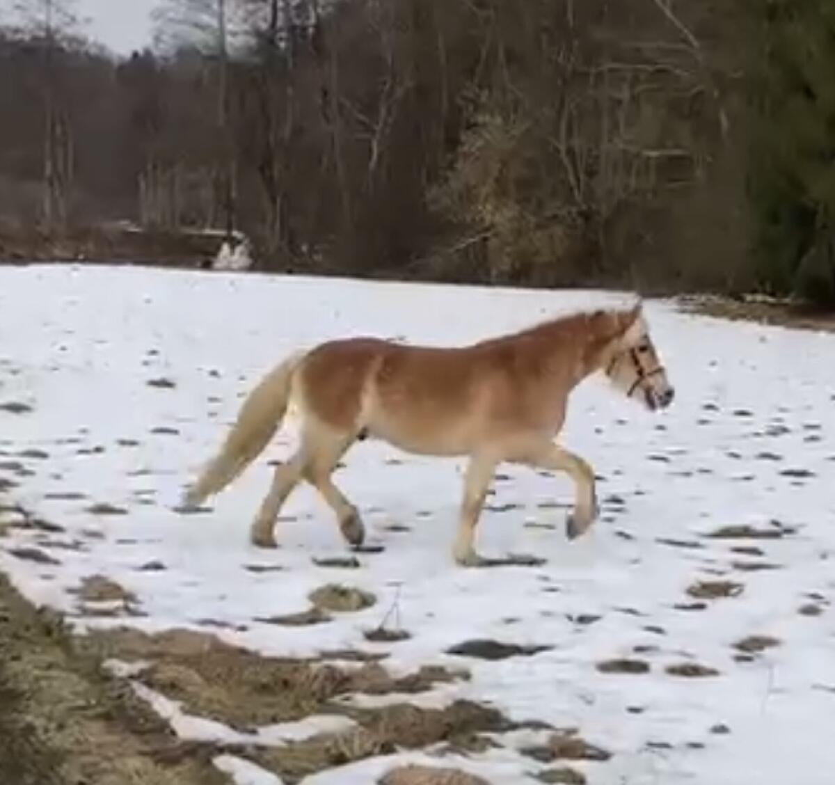 Haflinger Wallach 3