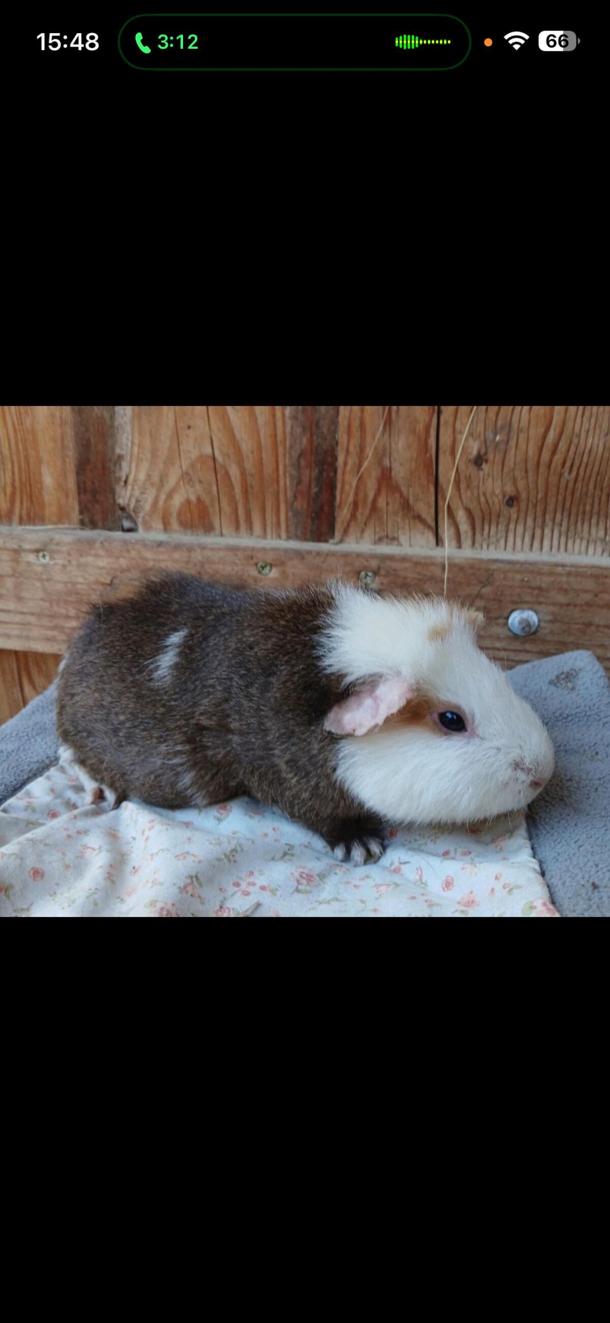 Meerschweinchen 2