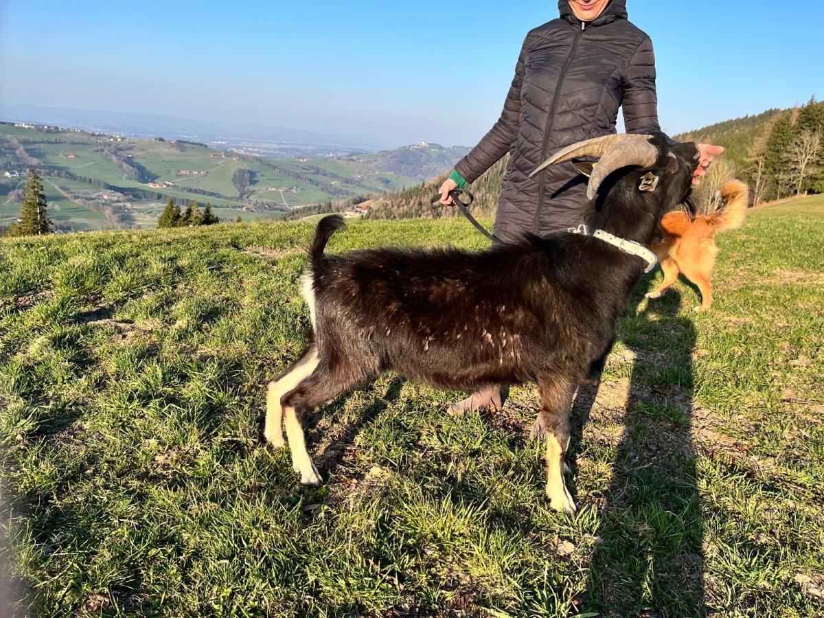 Bündner Strahlenziegen Bock 2