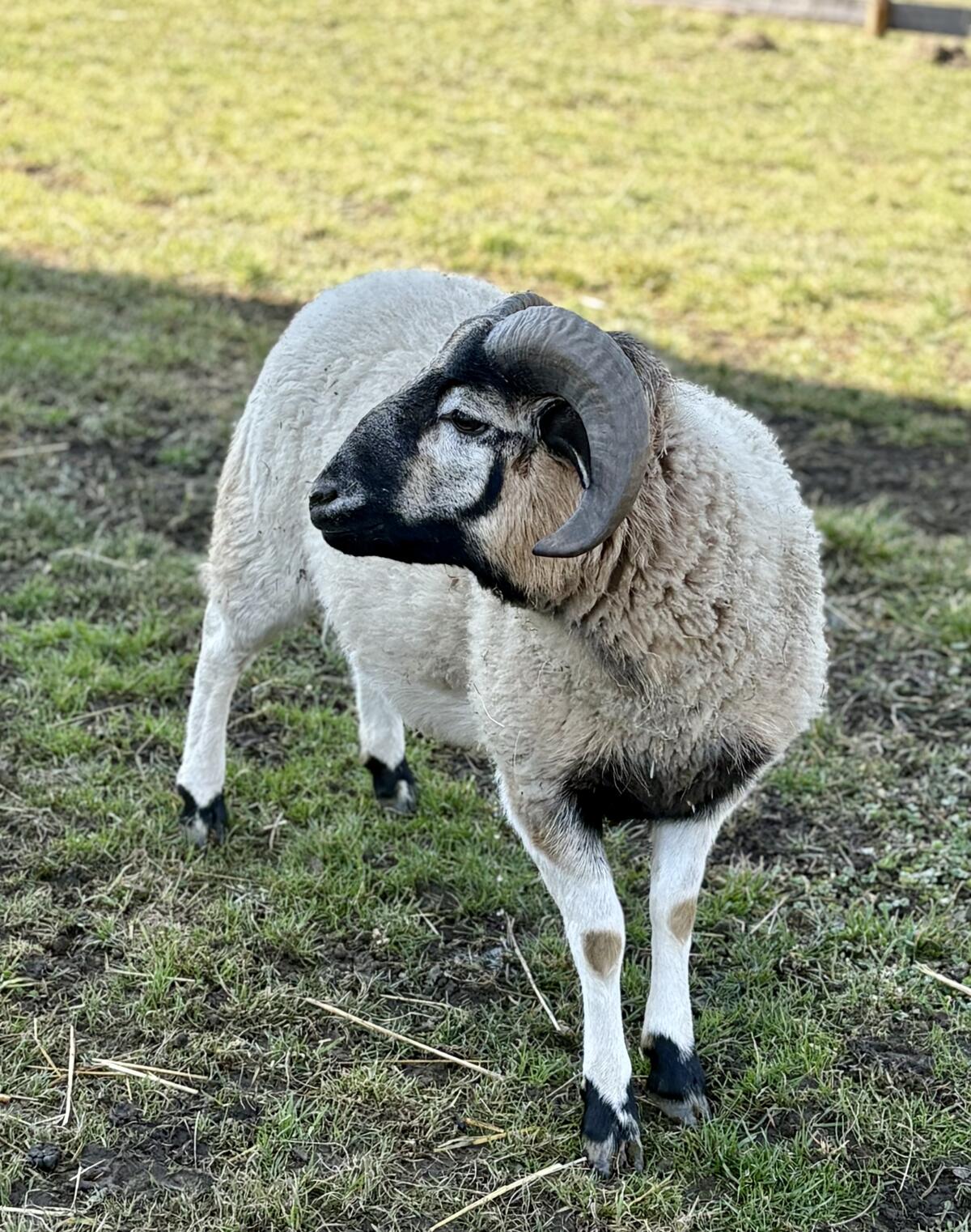 Kamerunwidder abzugeben 3