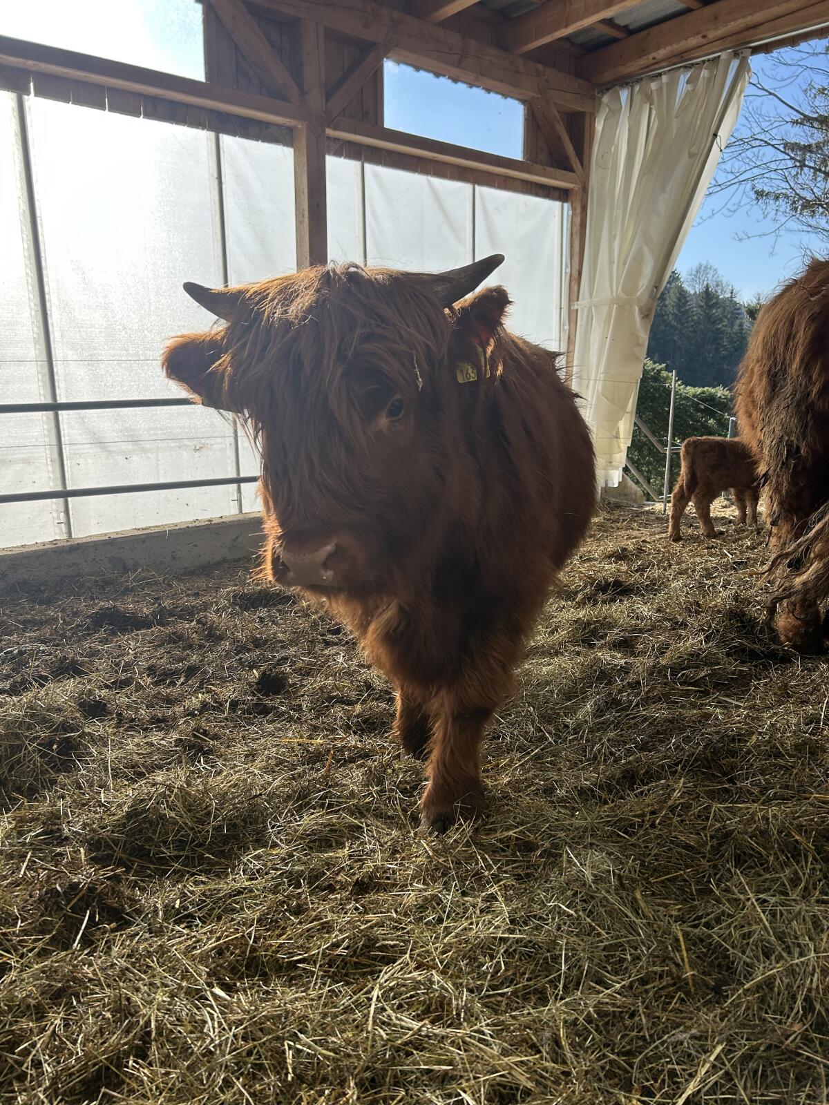 Hochlandrind Kalbinnen + Stier 2
