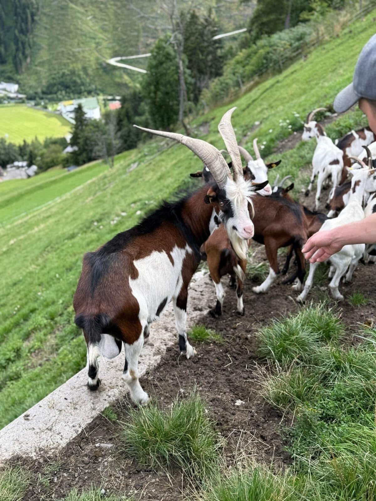 Tauernschecken Bock 3