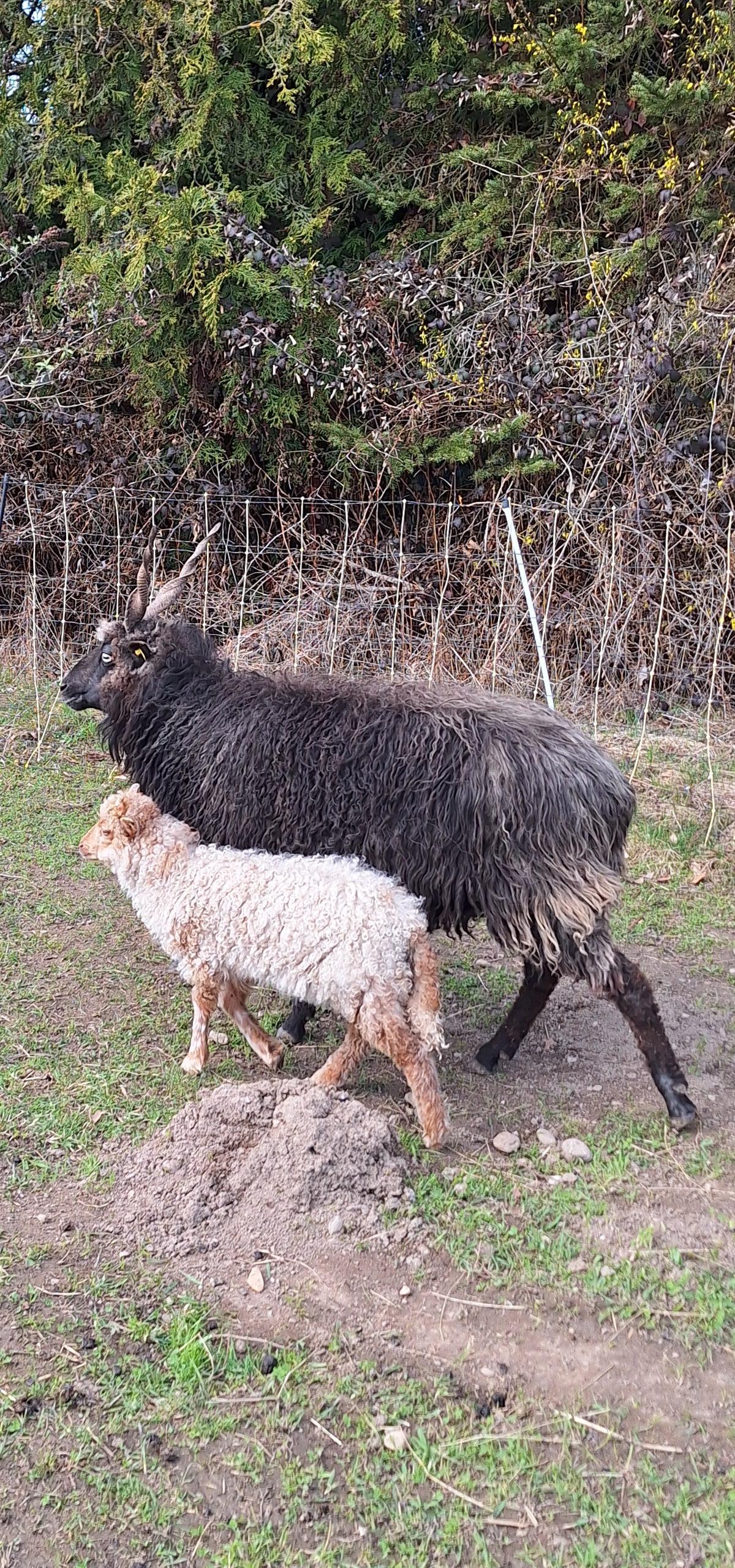 Zackelschaf mit weiblichem Lamm 2
