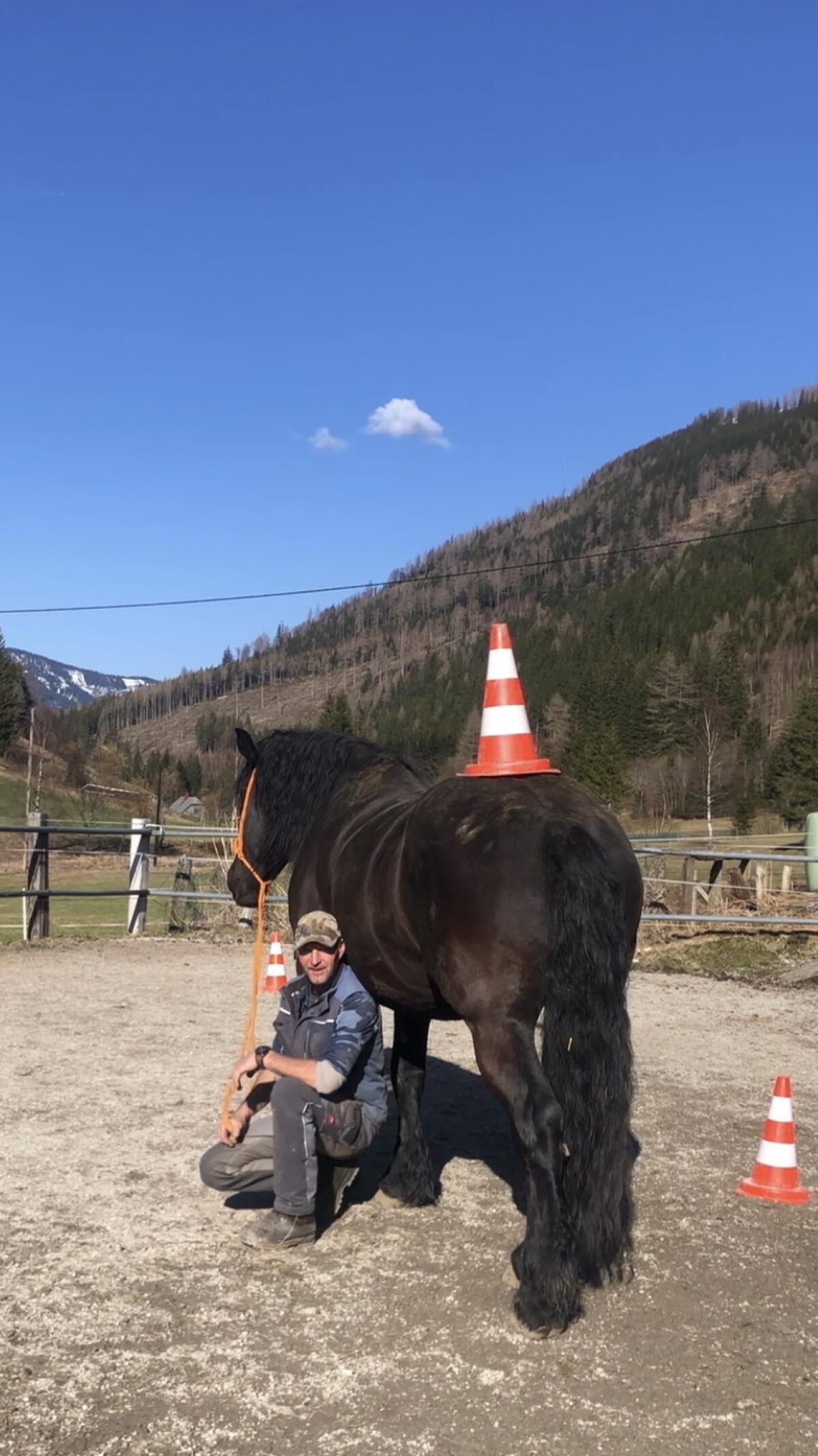 Großer Norikerwallach, 6 Jahre 2