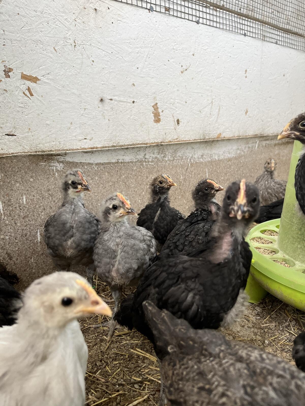 Küken von Grossrassen-Mixe 2