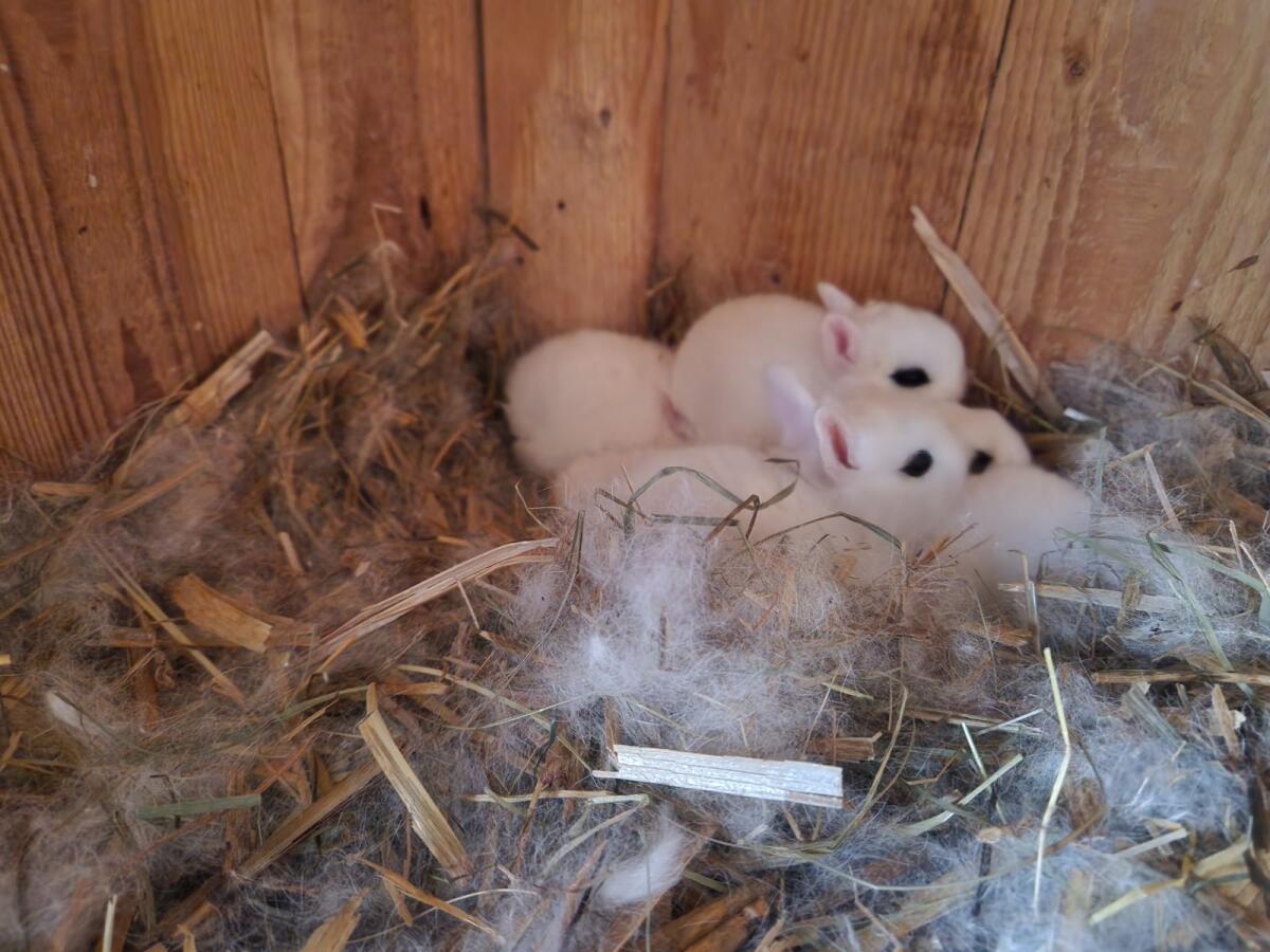 Farbzwerg Hotot 2