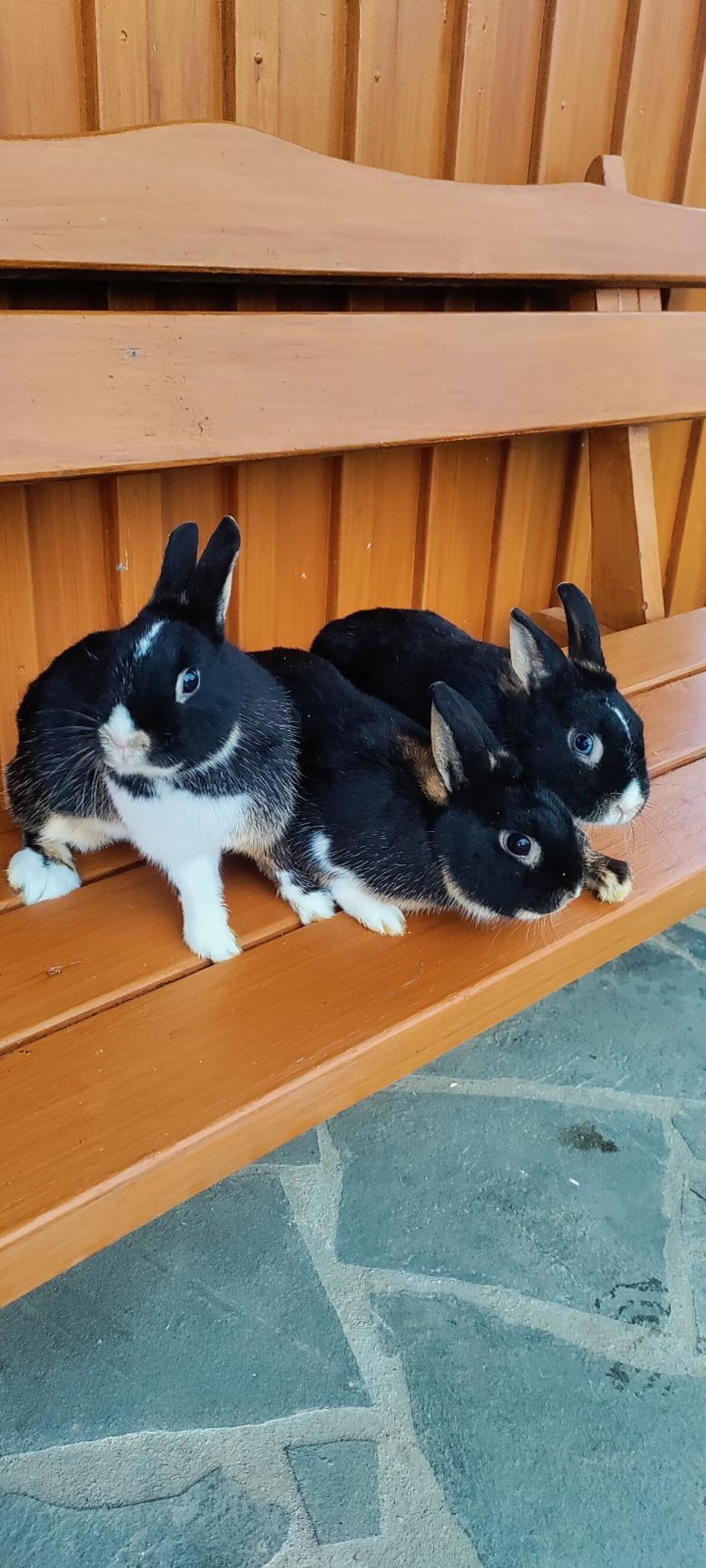 Zwergkaninchen 2