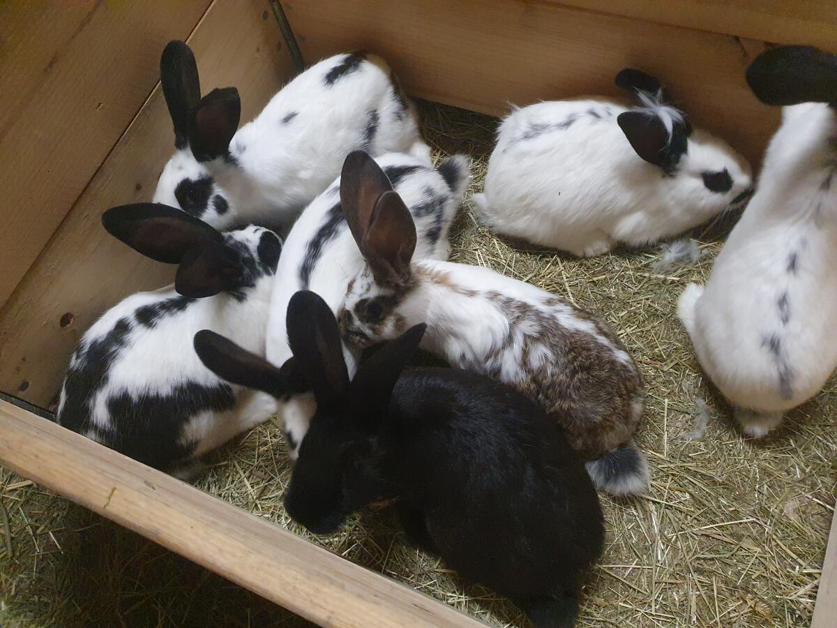 Kaninchen/Hasen 3