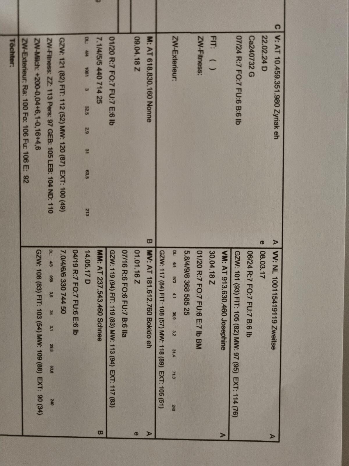 Saanenziege Zuchtböcke 2