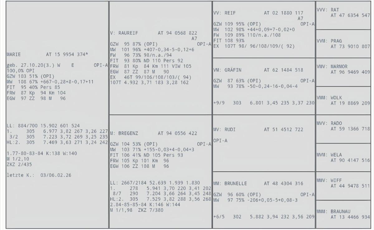 Bio Original Pinzgauer Kuh 2