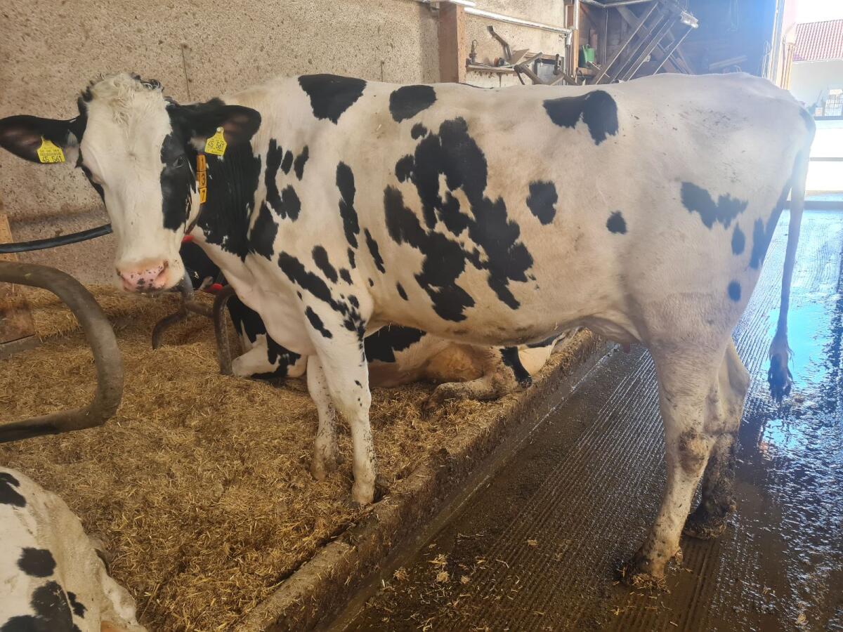 Verk. Holstein Färse 3