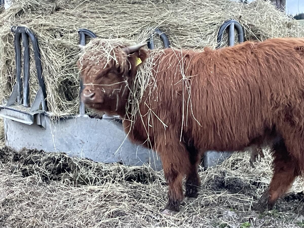Hochlandrinder Kalbinnen 2