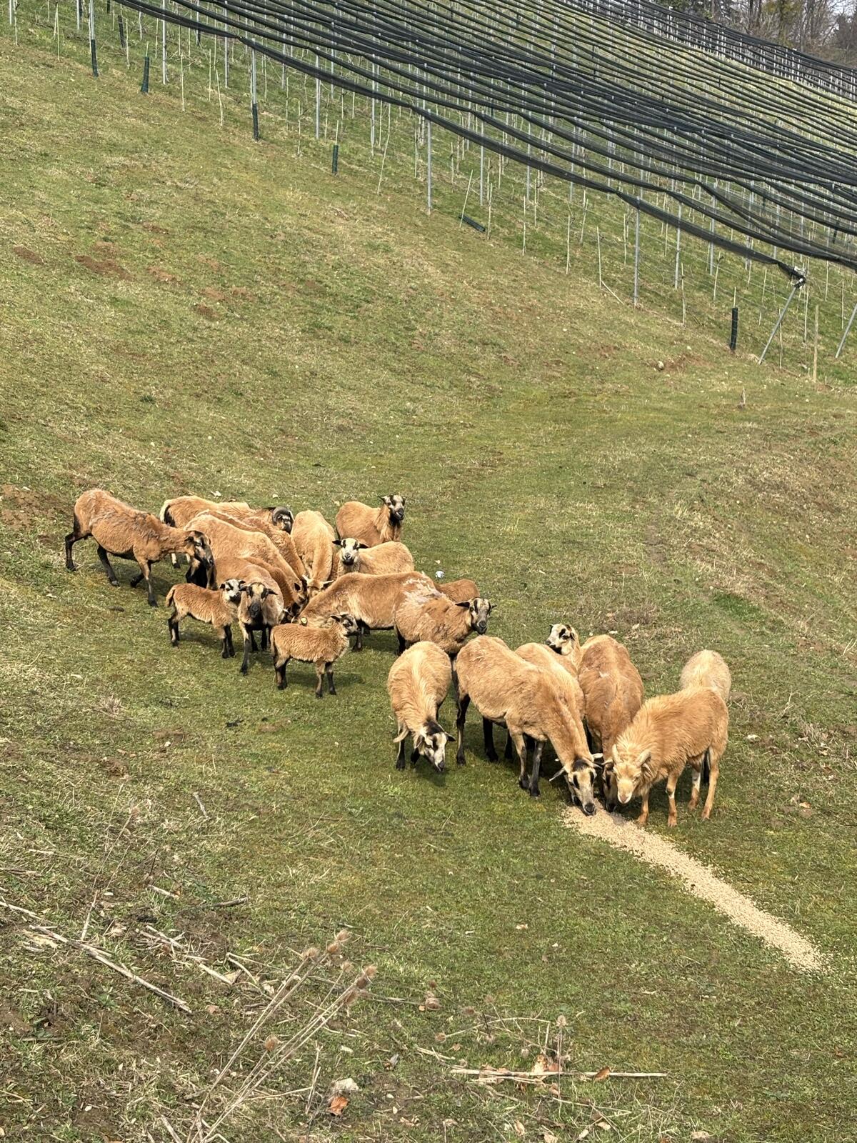 Kamarun Herde zu verschenken 2