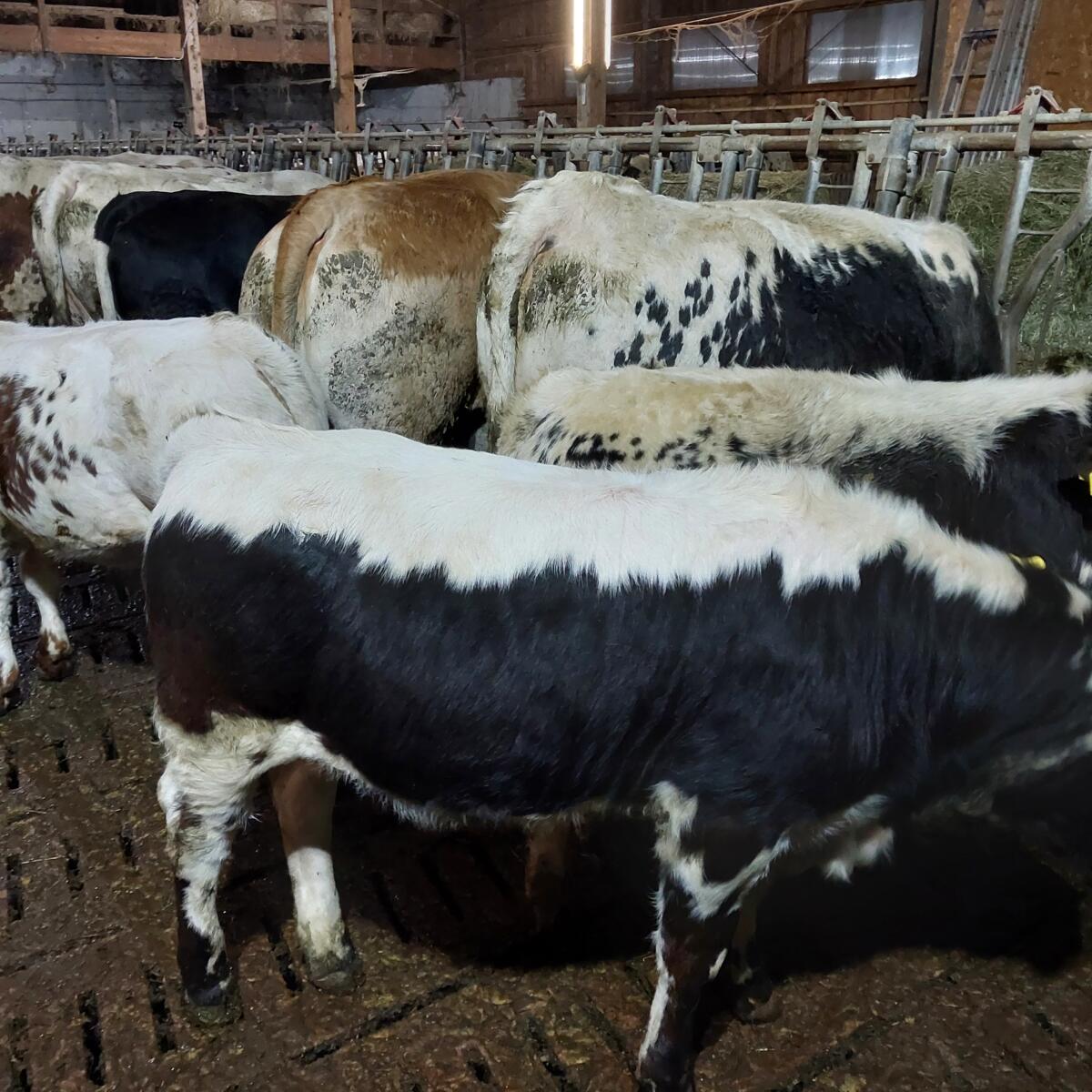 Einsteller weiblich Bio 3