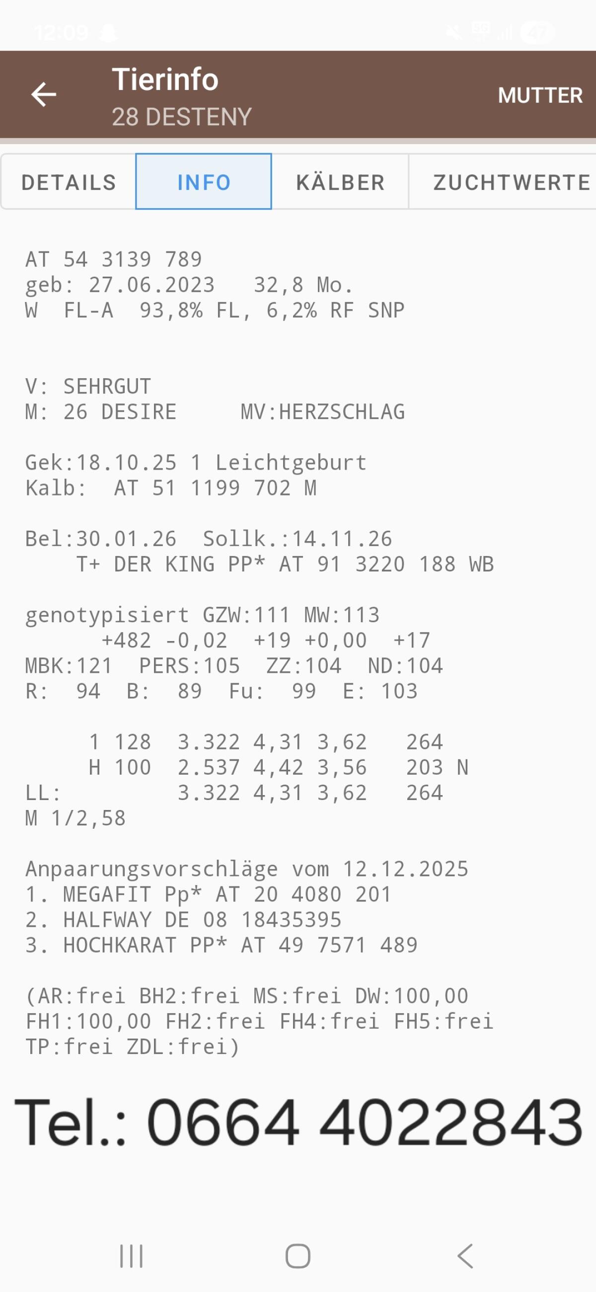 BIO Fleckvieh Jungkuh 2