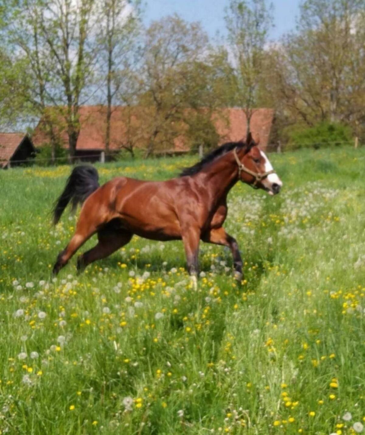 DECKANZEIGE APH Hengst 2