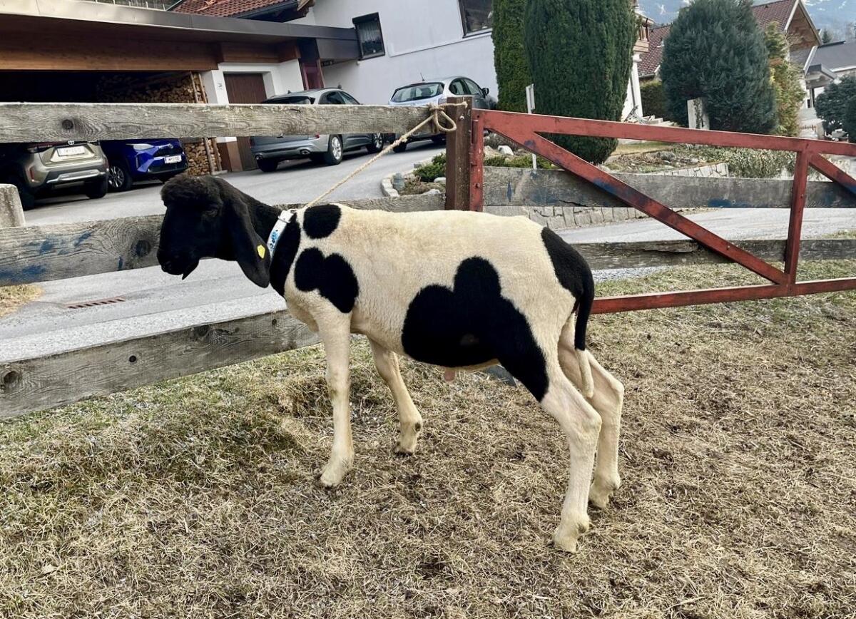 Kugel-Scheck Widder 2