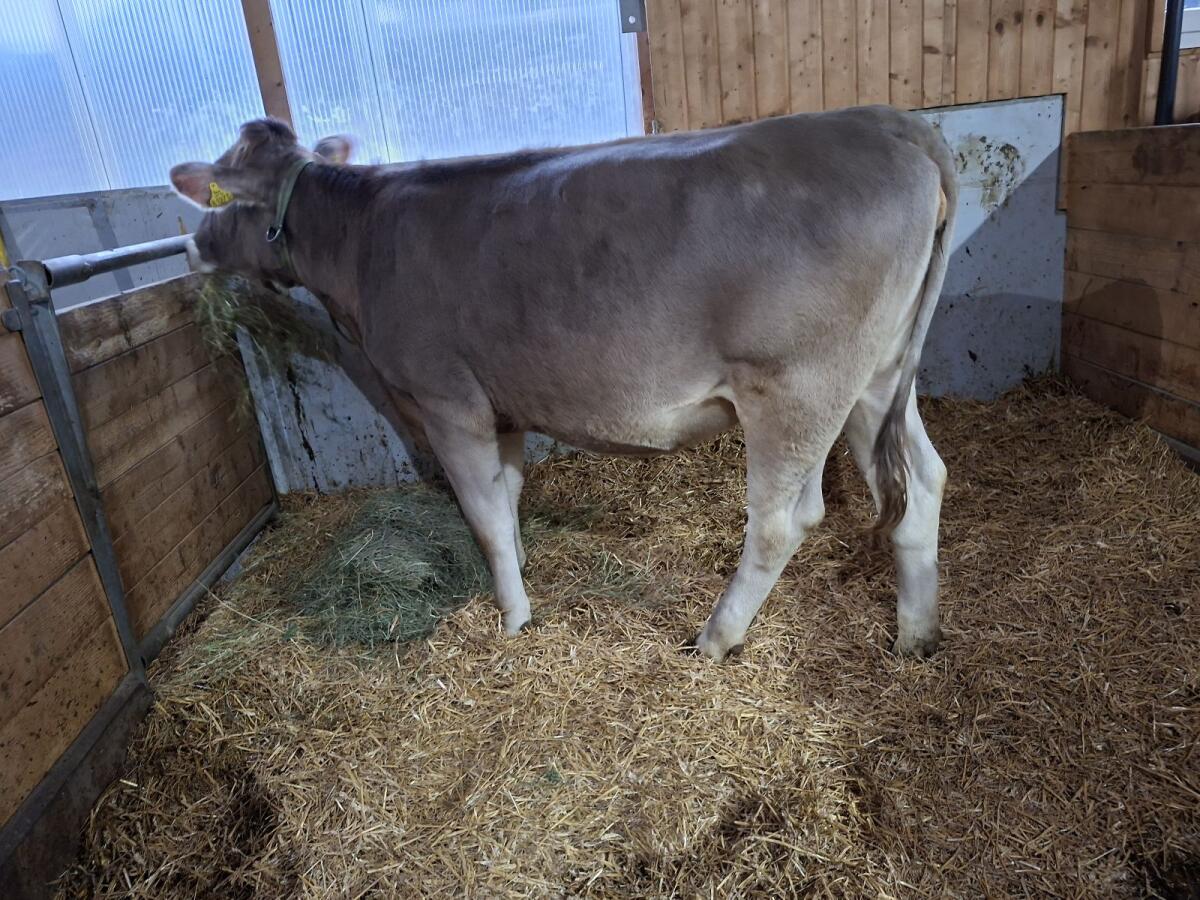 BIO Braunvieh Rind 3