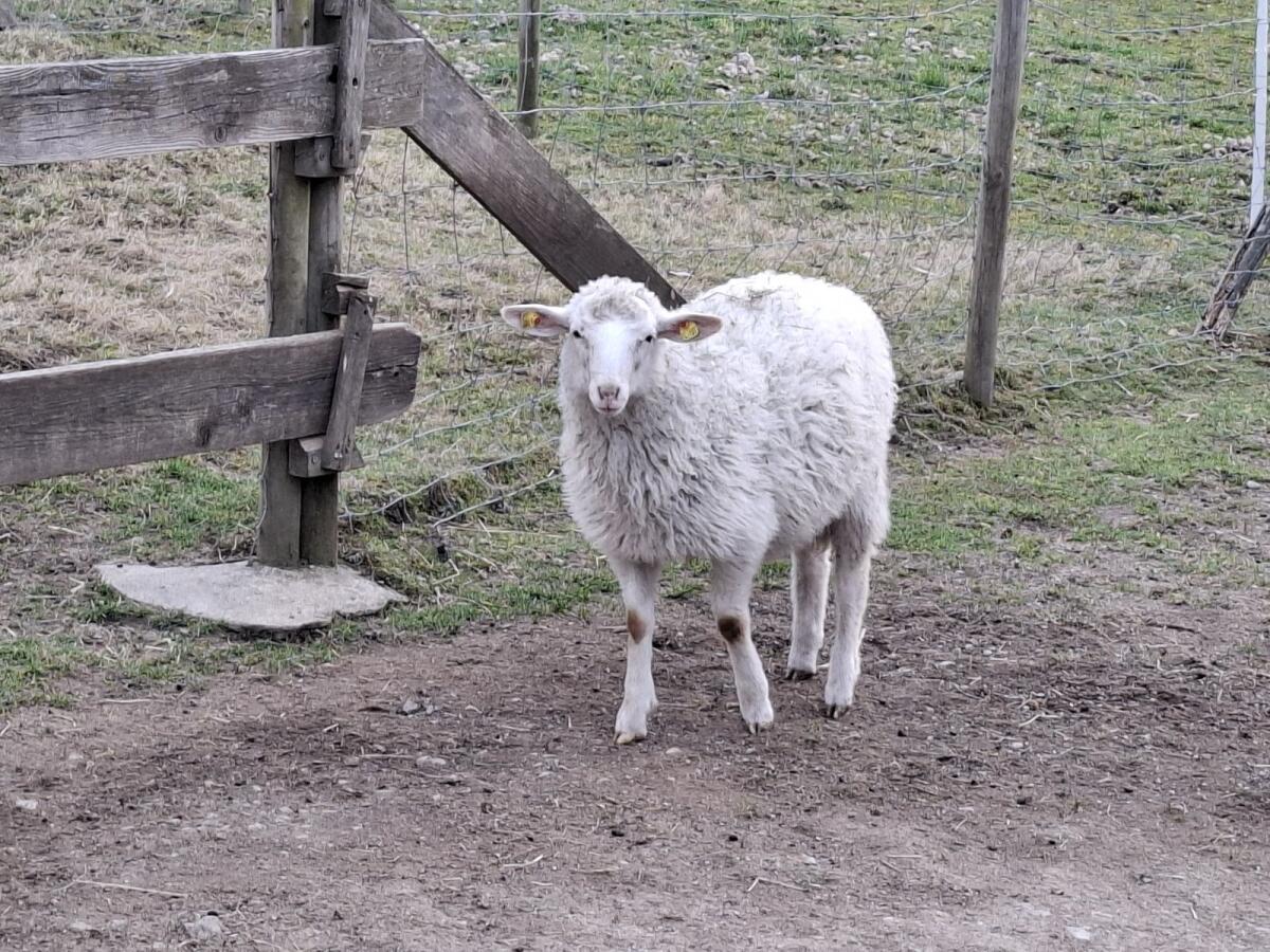 Krainer Steinschaf Jungwidder 3