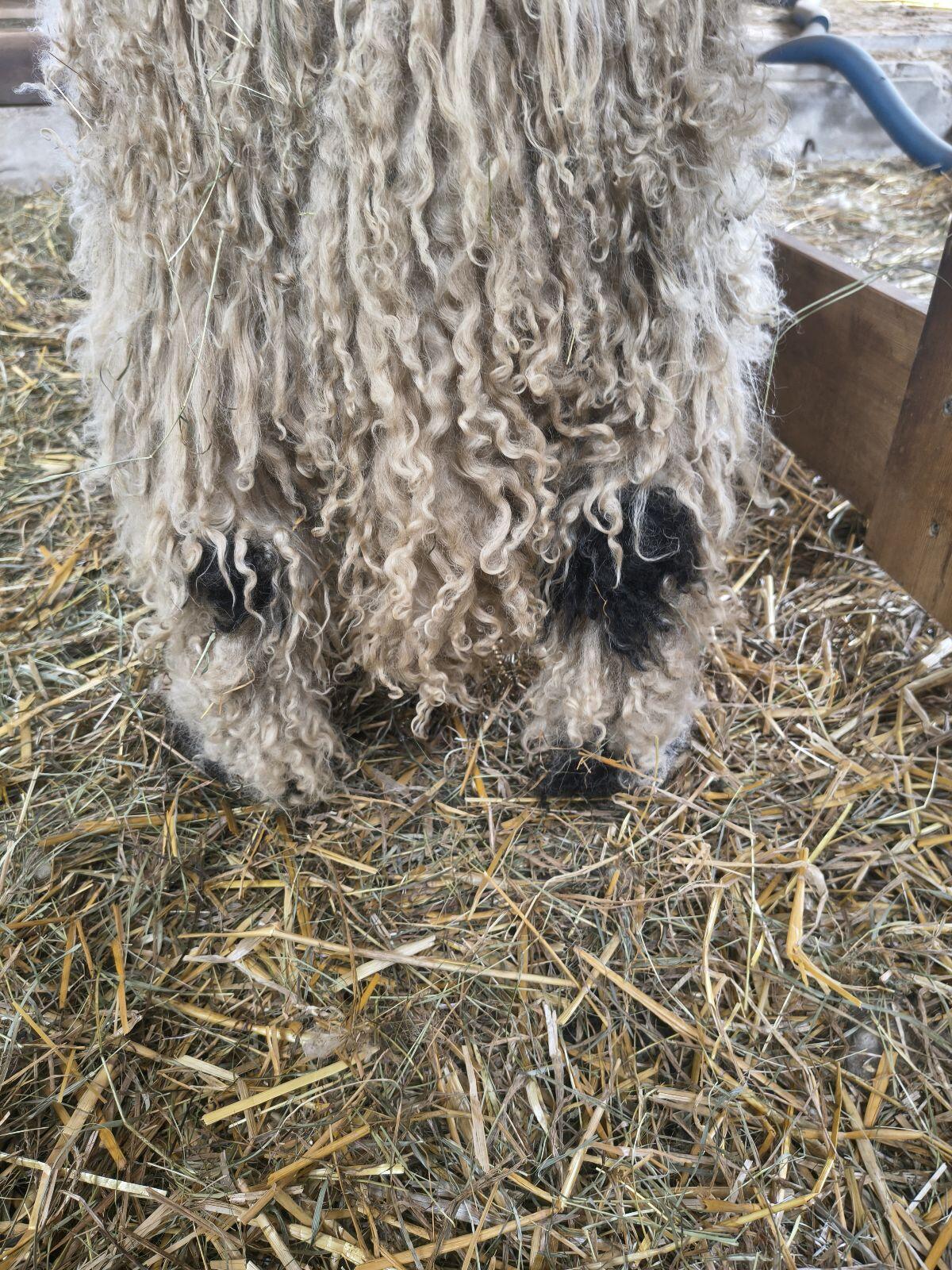 Walliser Schwarznasenschaf Jungwidder 3