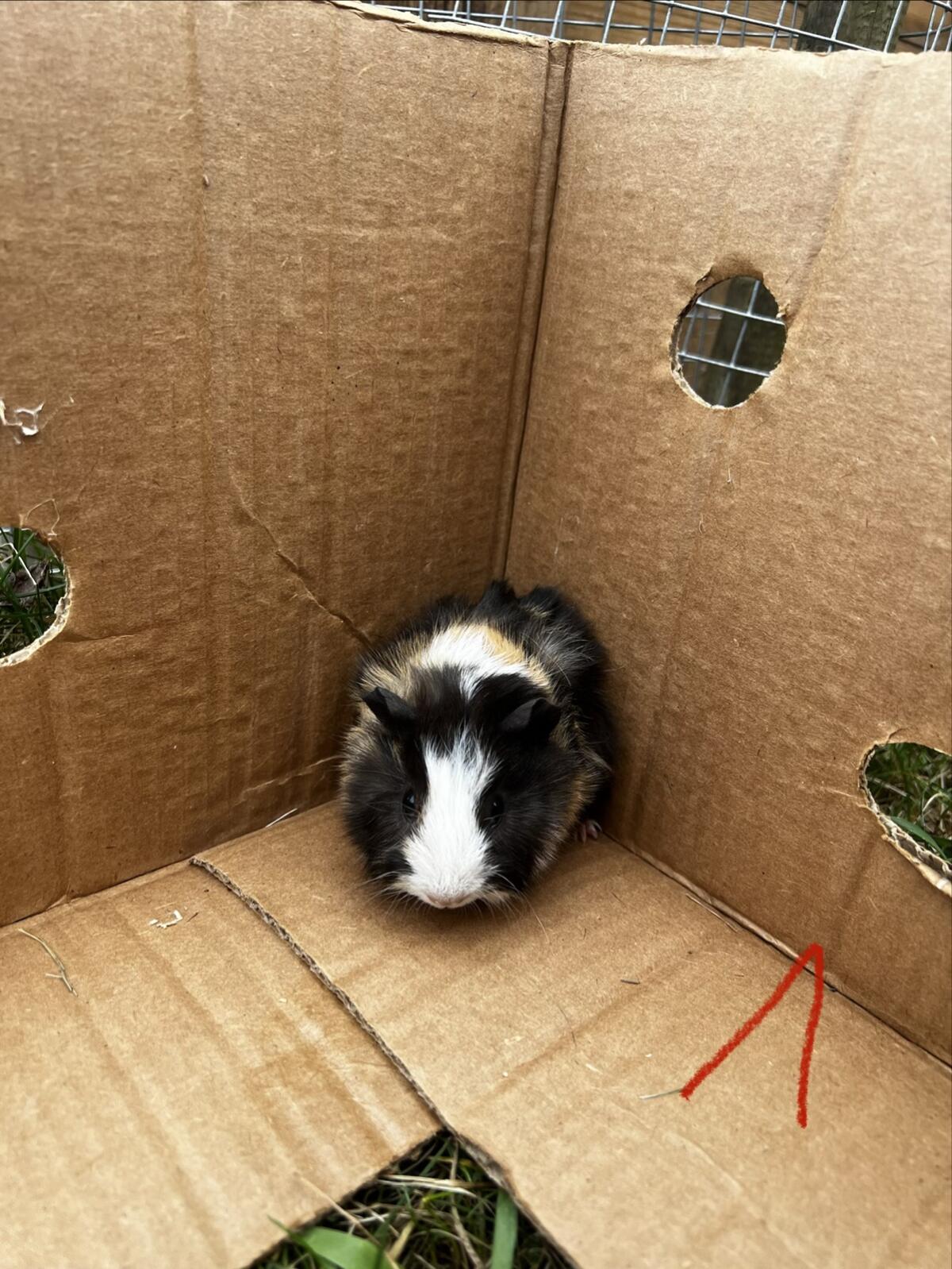 Meerschweinchen 2