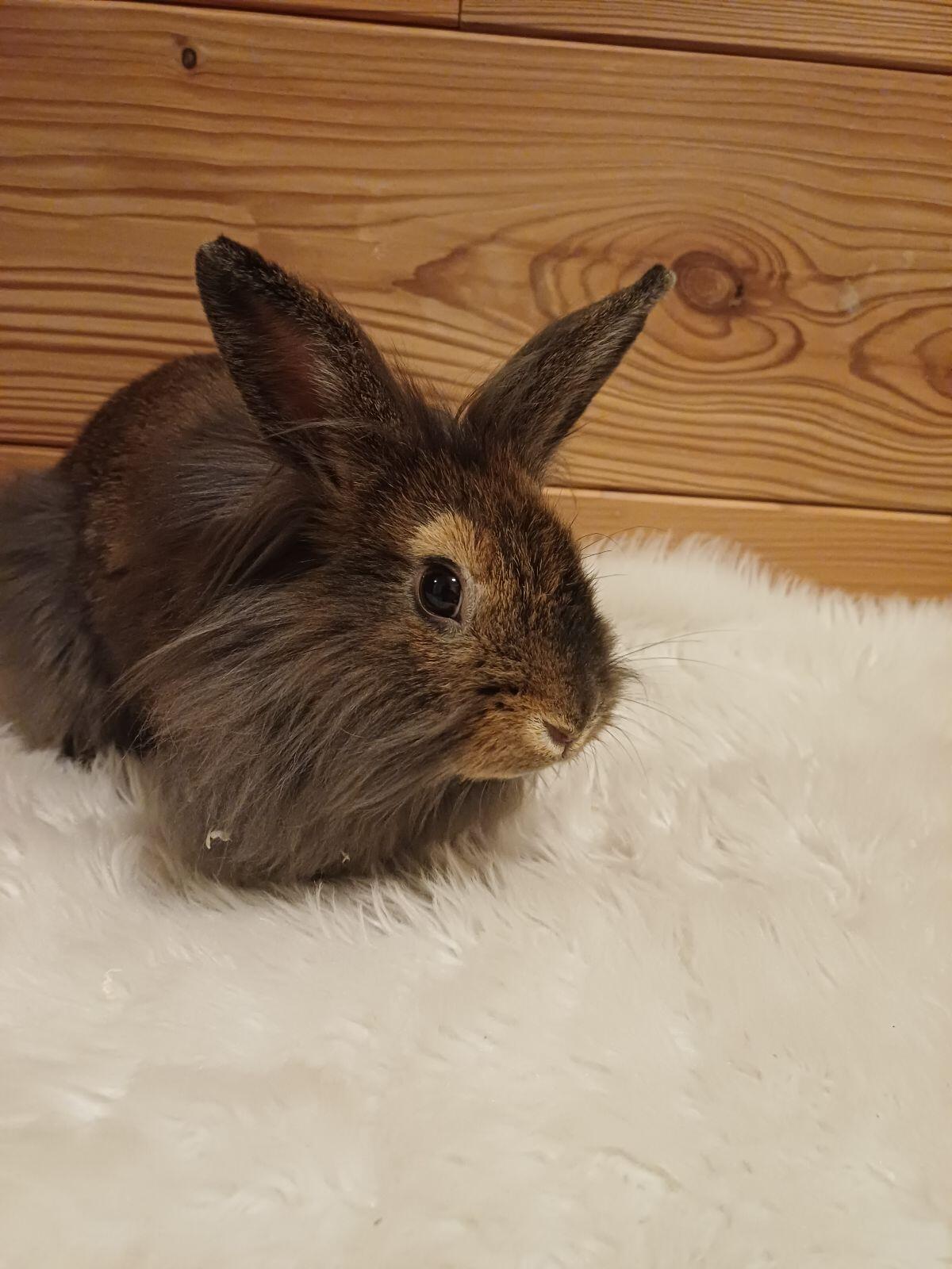 Löwenkopfkaninchen 2