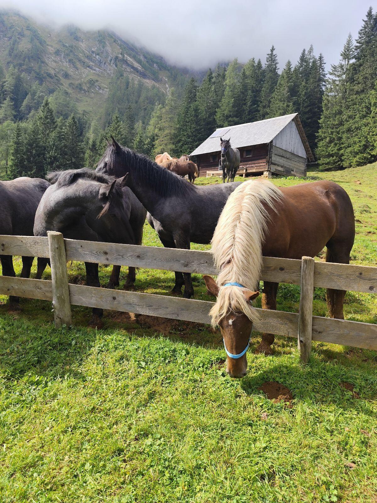 Noriker Stute Dunkelfuchs 2