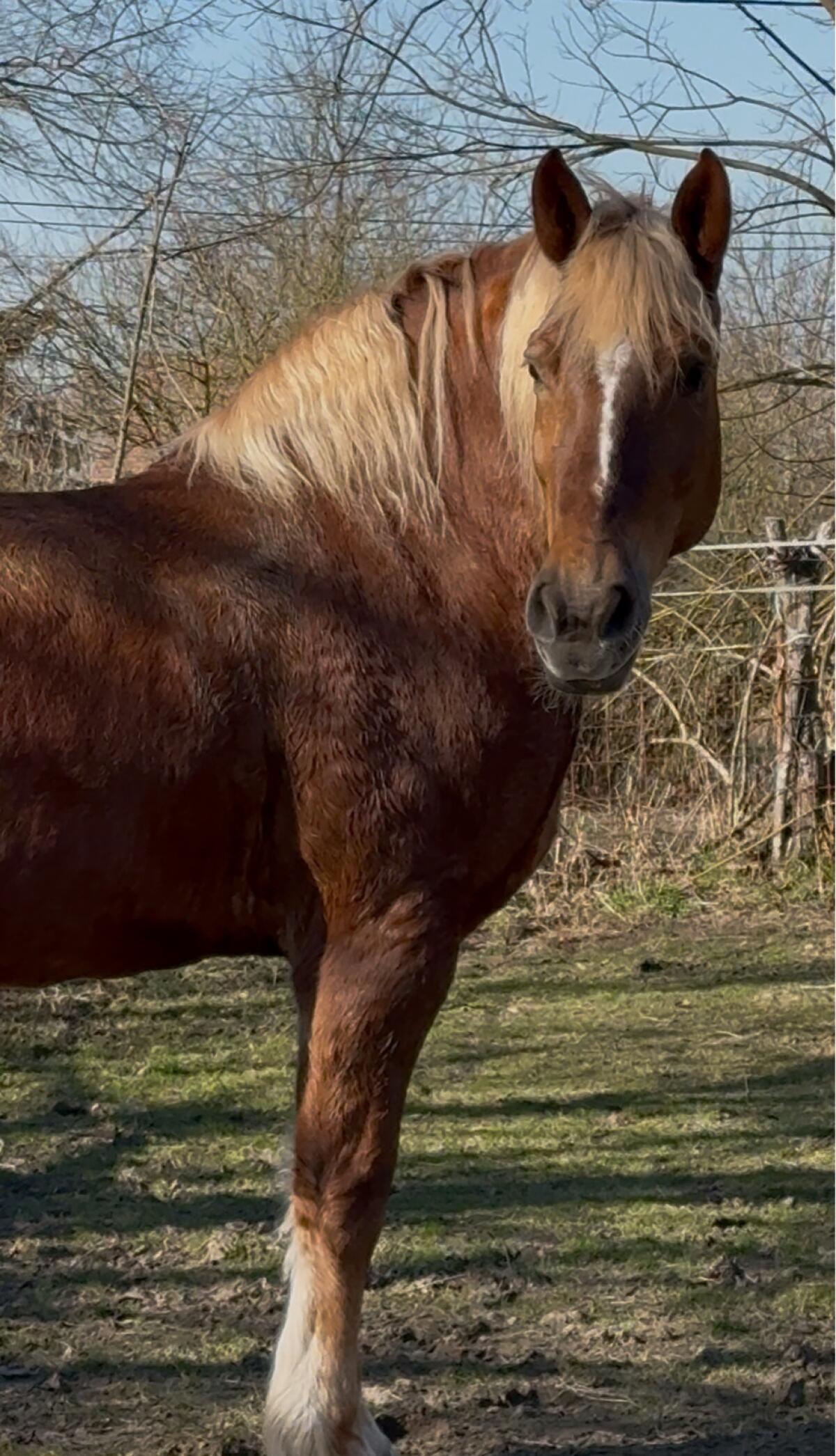 Hübsche 7-jährige Kaltblutstute 2