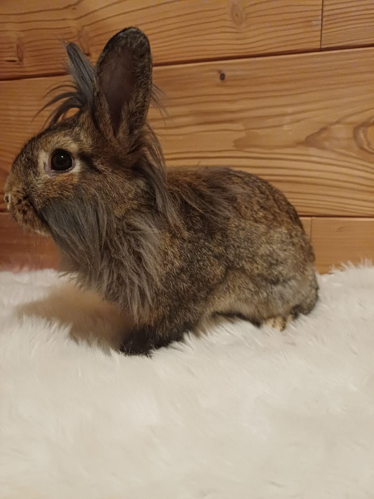 Löwenkopfkaninchen 2