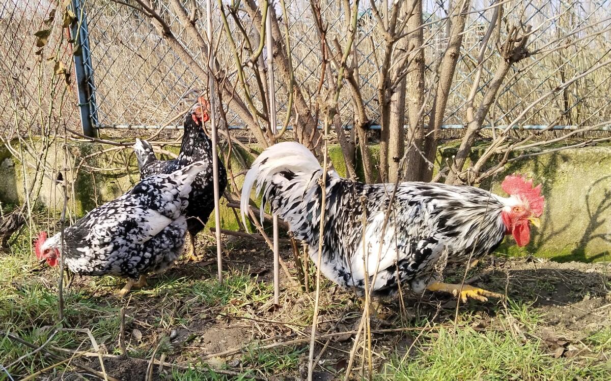 Bruteier Pita Pinta 3