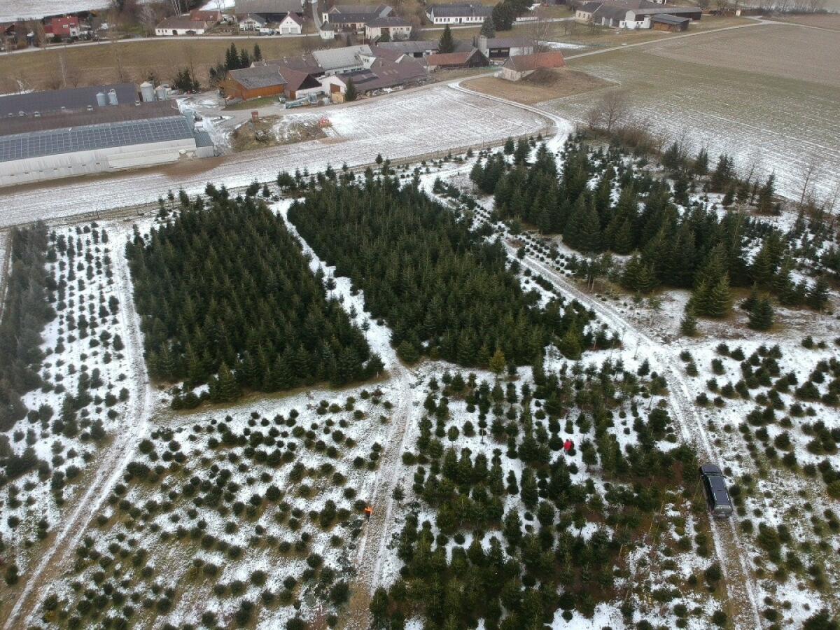 Christbaumkultur 2