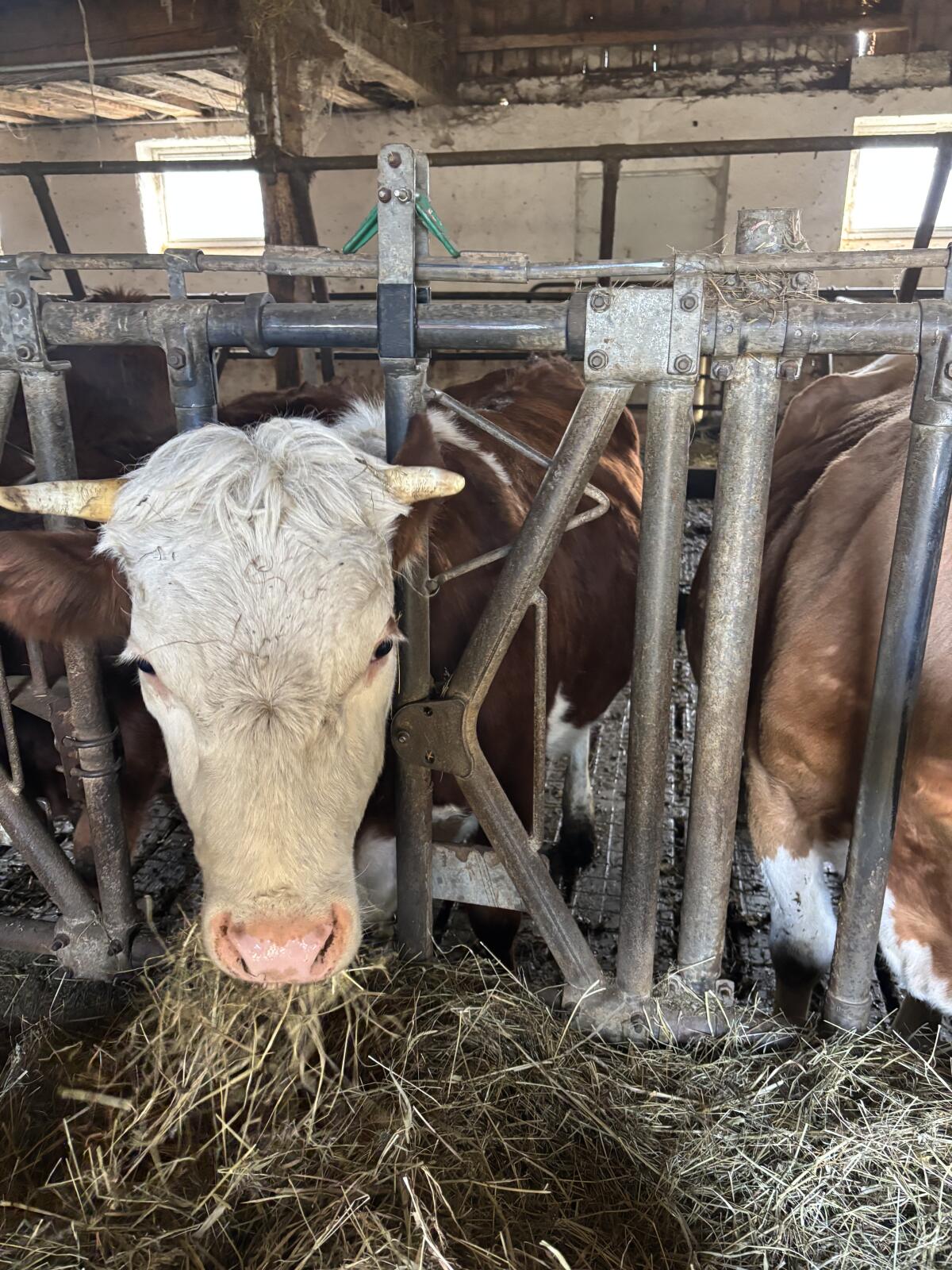 Bio Kalbin Hinterwälder 2