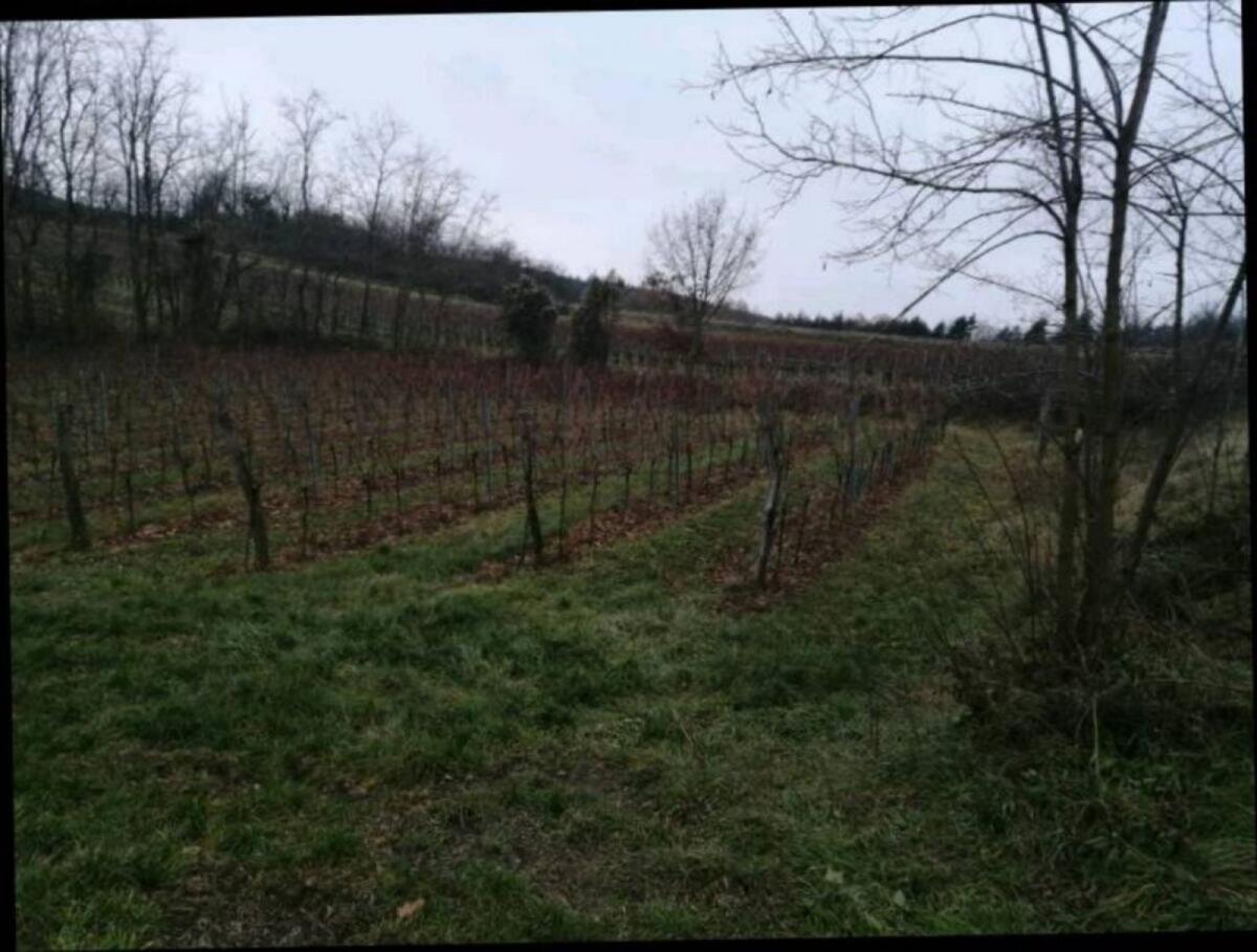 Weingarten 2