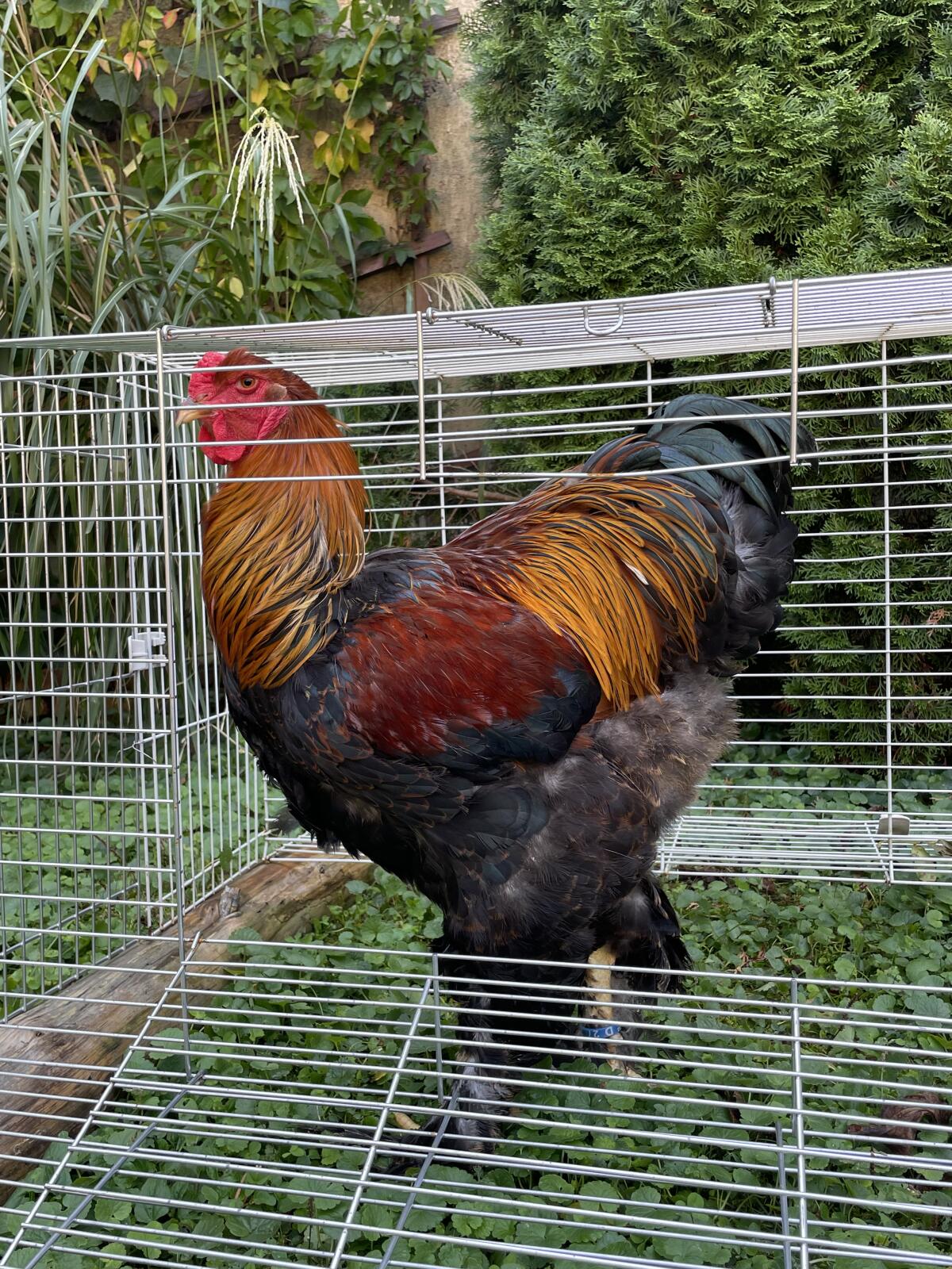 Brahma Bruteier 2