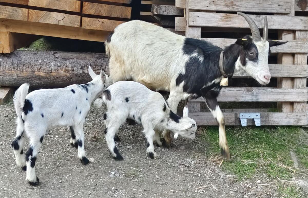 Zwei Tauernscheckenziegen mit je zwei Kitz 3