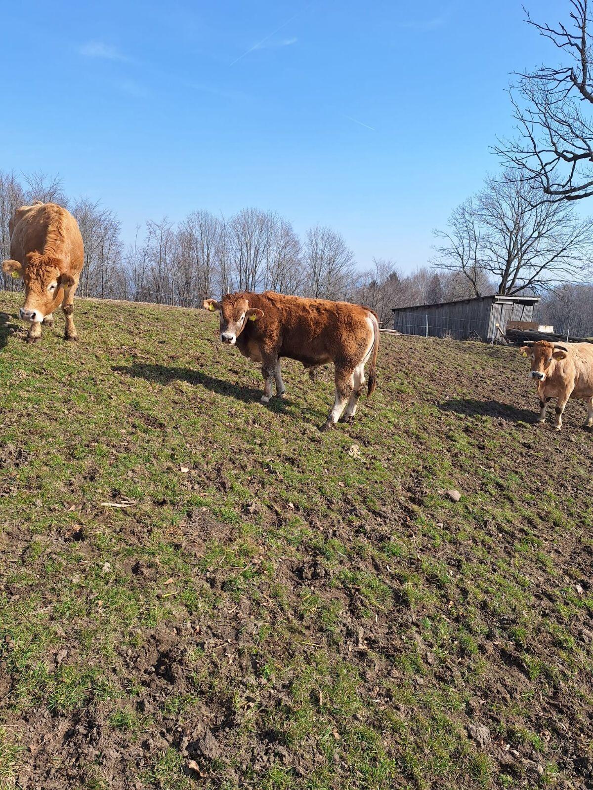 Murbodner Stier 2