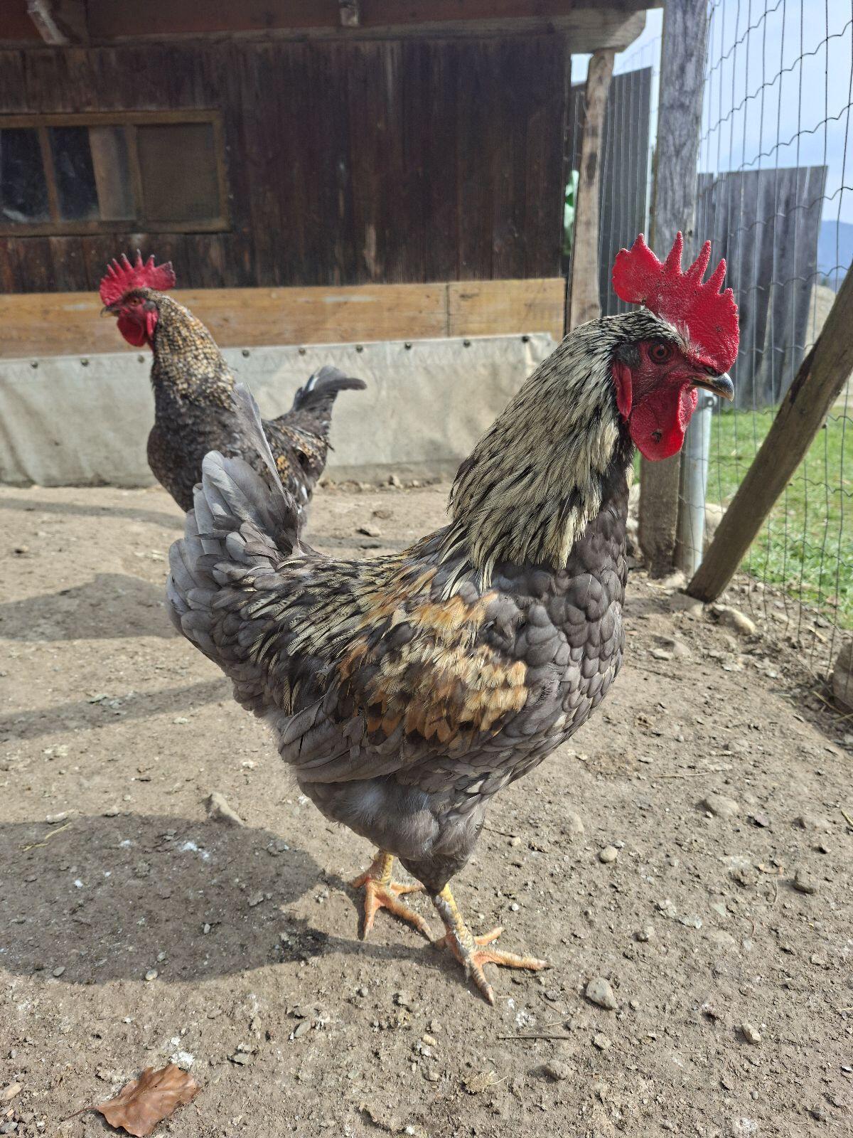 Junger Hahn/Junghähne 2