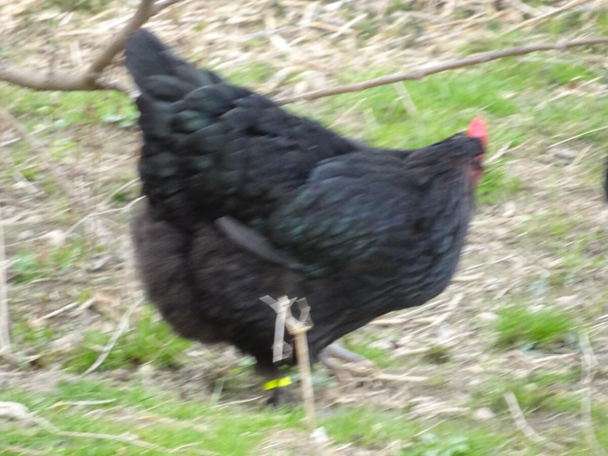 Marans 2