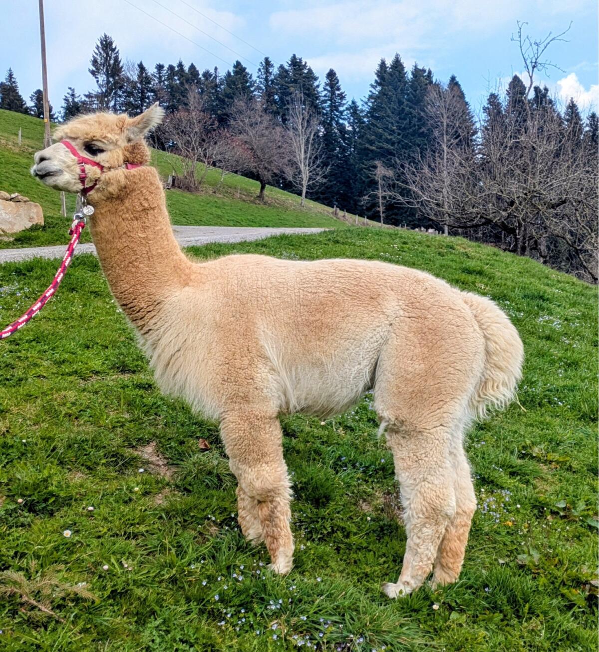 Alpaka Deckhengst 2