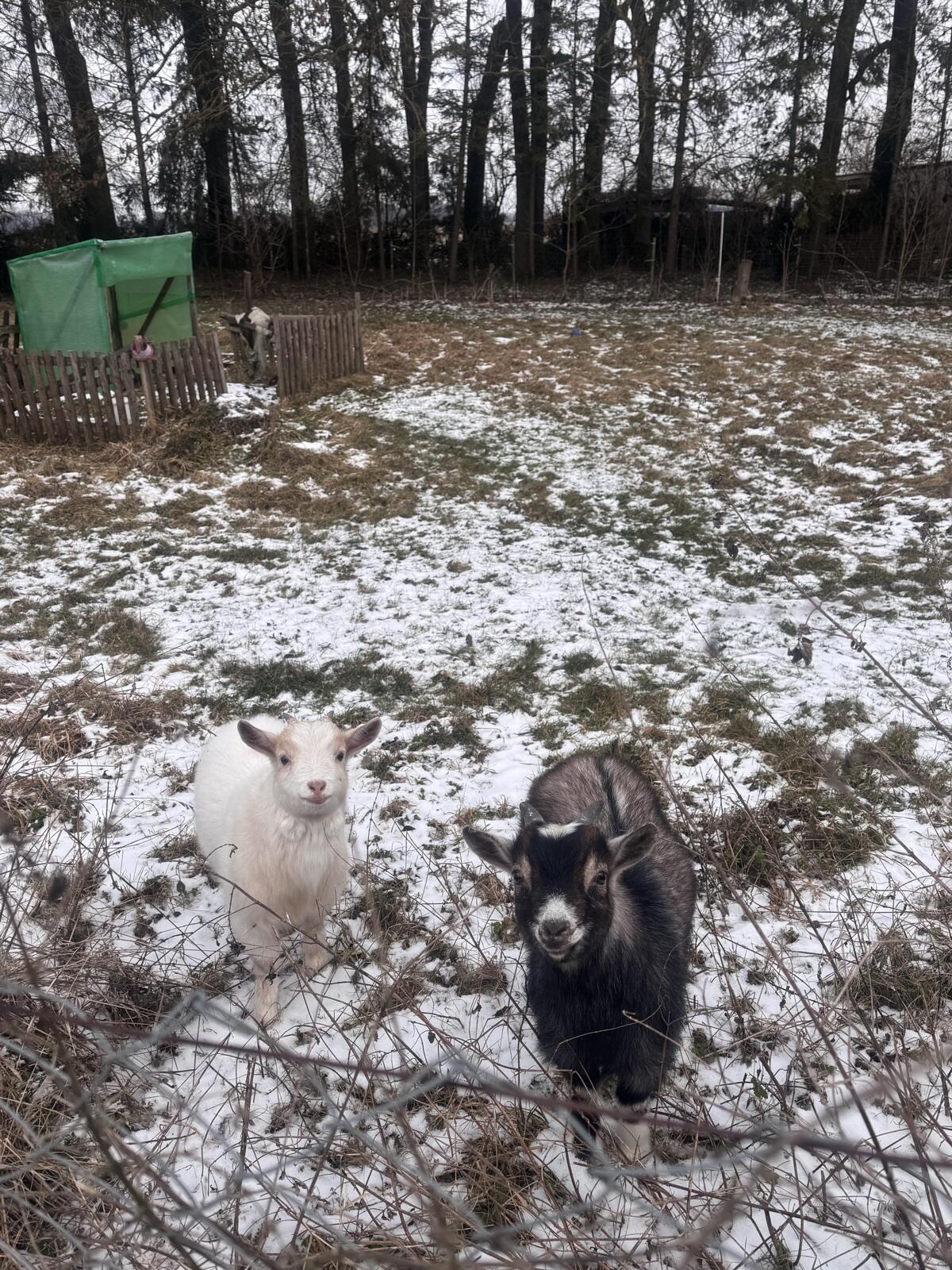 Zwei kastrierte Zwergziegen 3