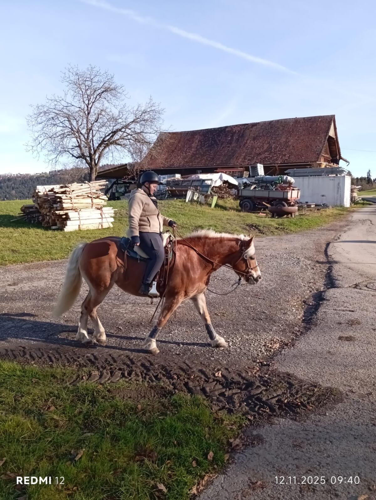 Haflinger Stute 2