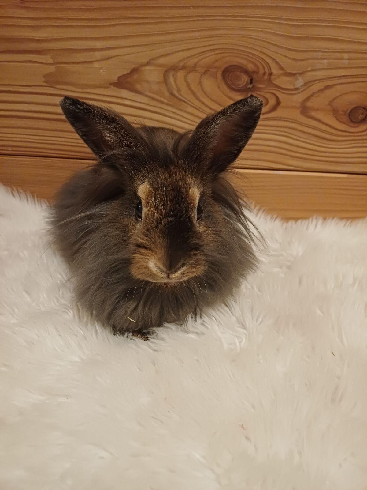 Löwenkopfkaninchen 3