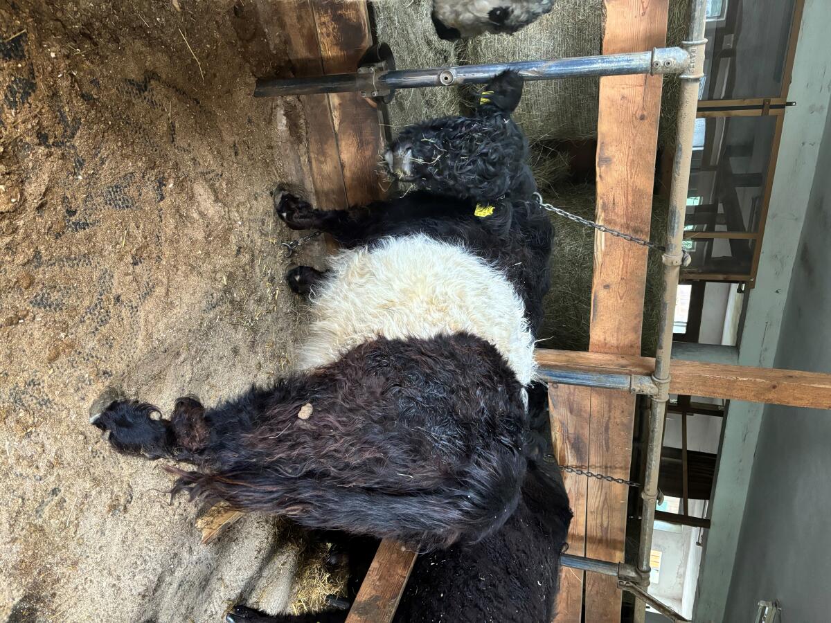 Verkaufe Galloway 2