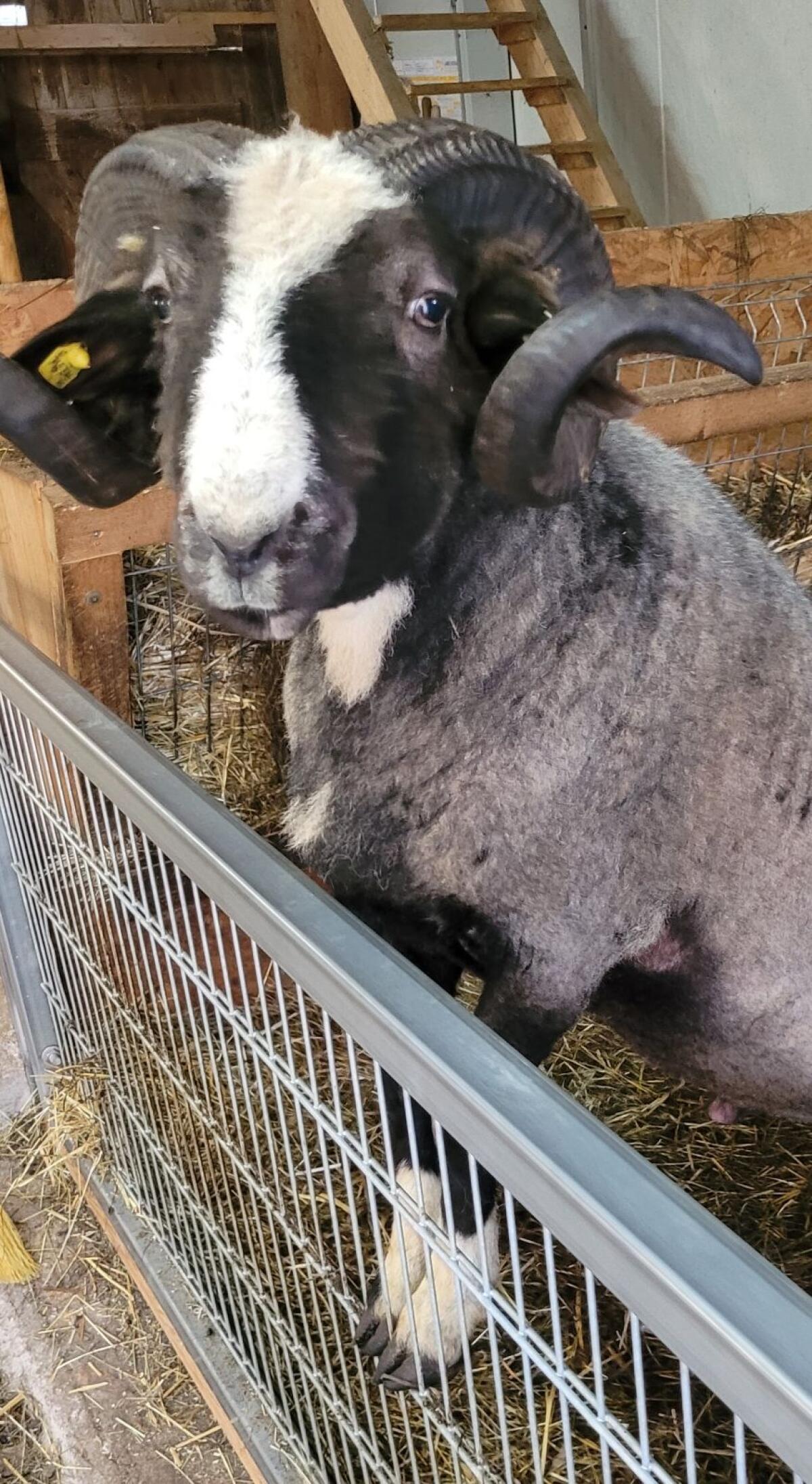 Waldschaf Zuchtwidder 2