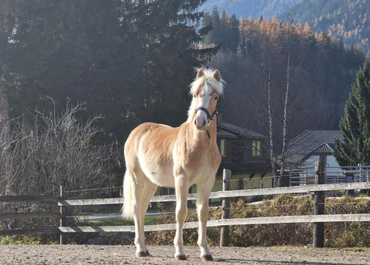 Haflingerwallach Avelino-W 2