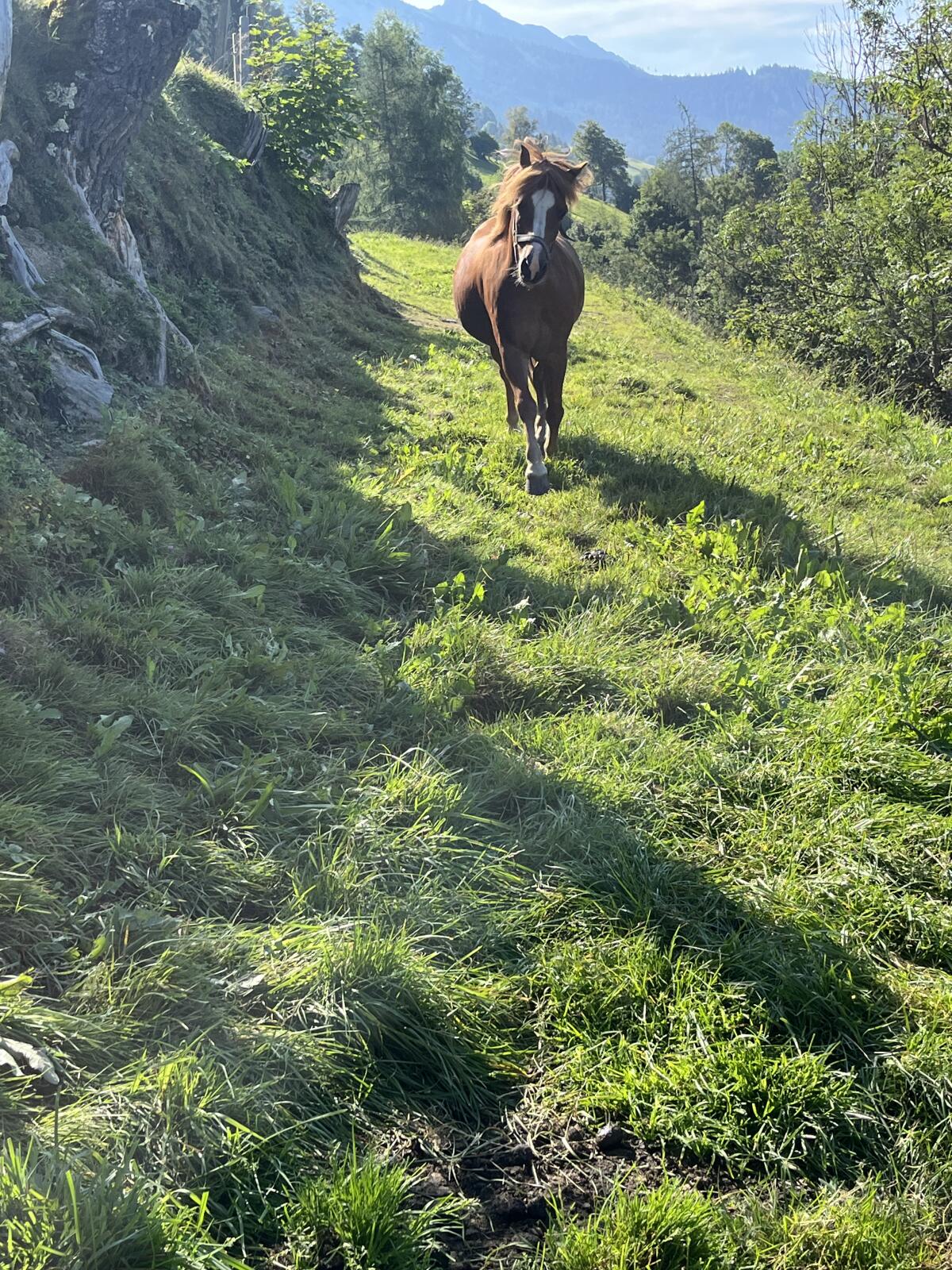 Pony Wallach 3