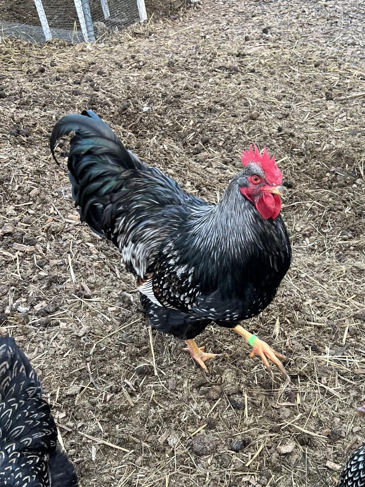Barnevelder Hahn 2